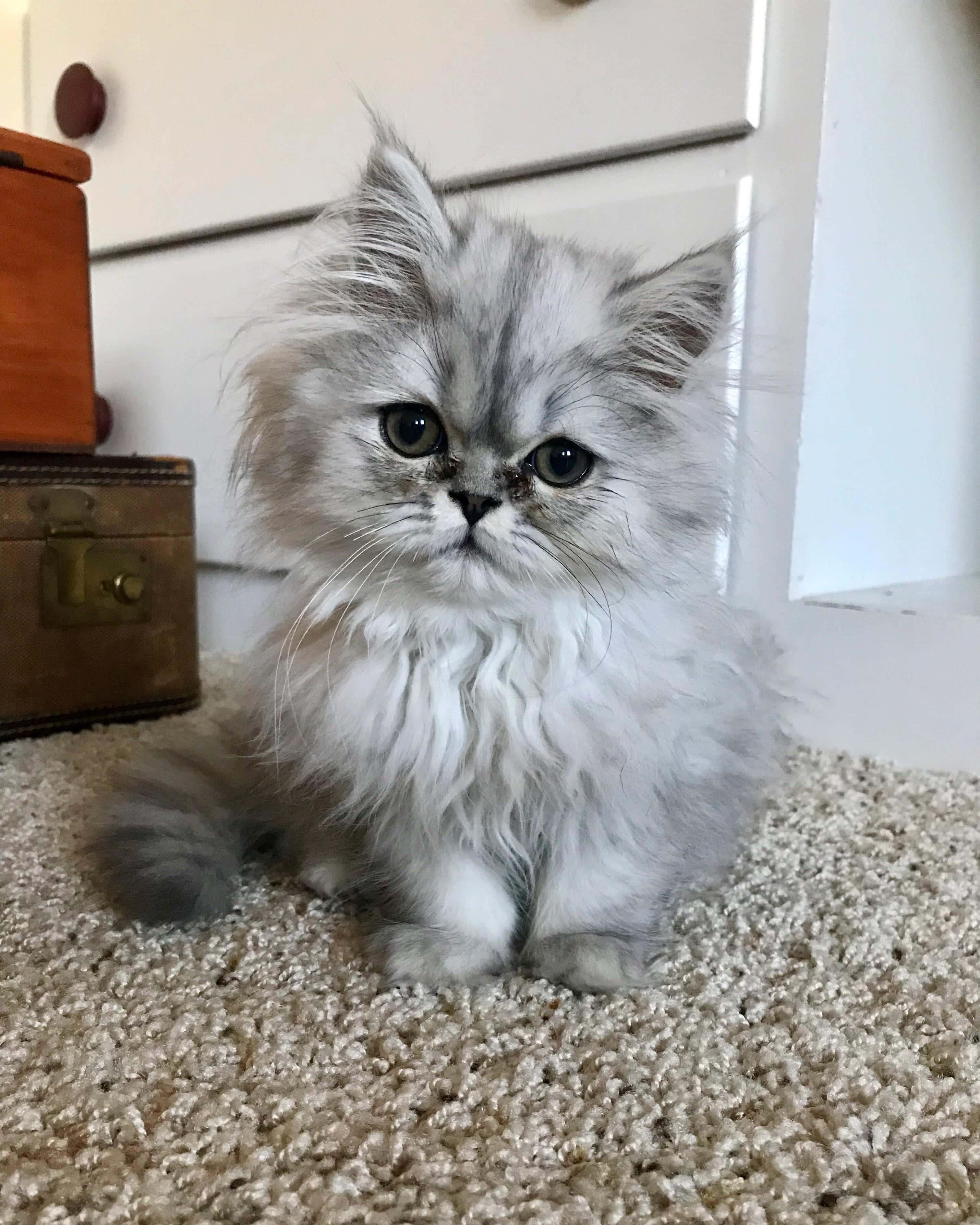 Persian Cute Cat PFP — 3021x3776 wallpaper