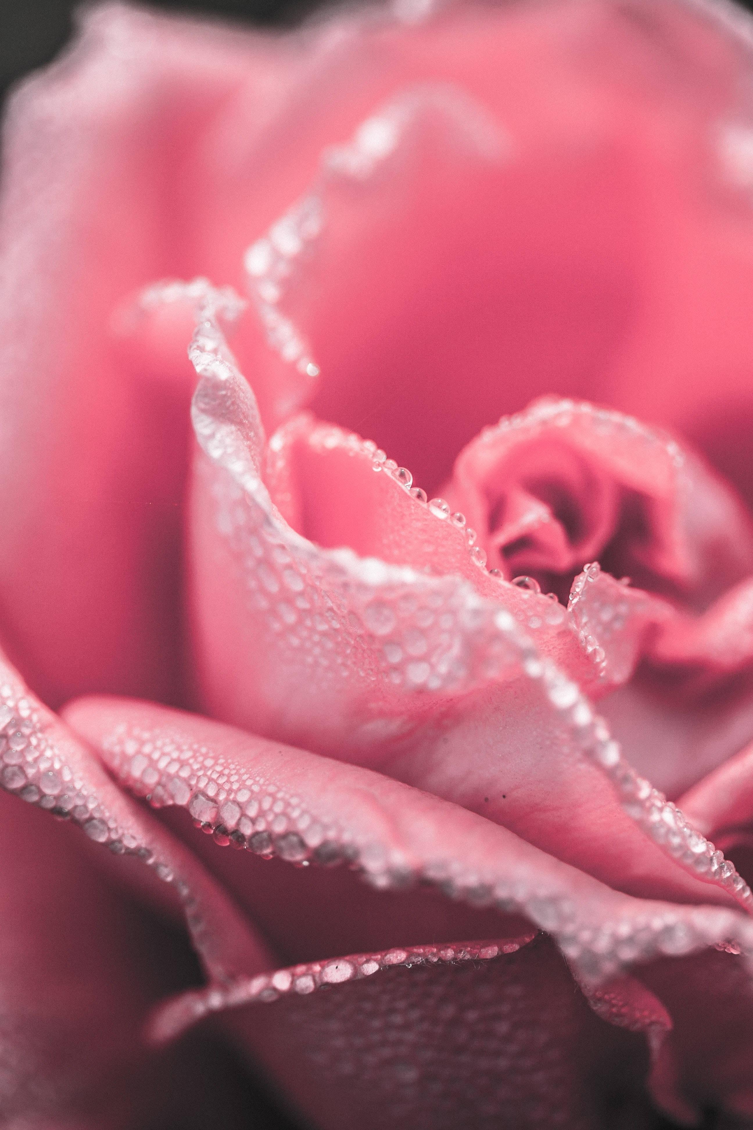 Petals For Girly Lock Screen Iphone — 2592x3888 wallpaper