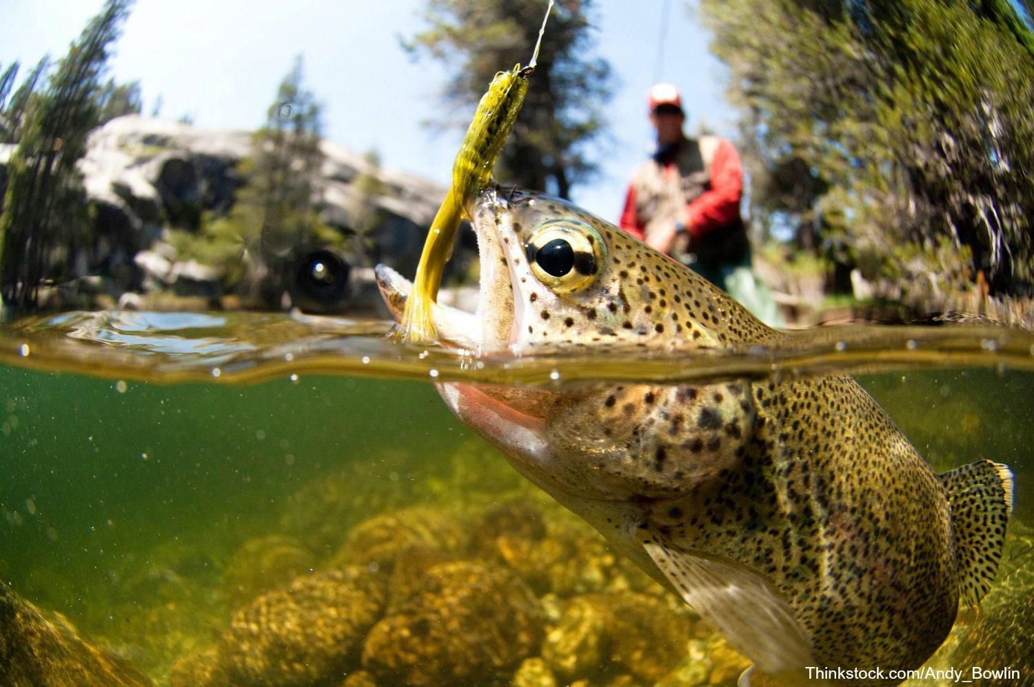 Picture Fisherman Catching a Big Bass in the Fishing Lake — 1500x996 wallpaper