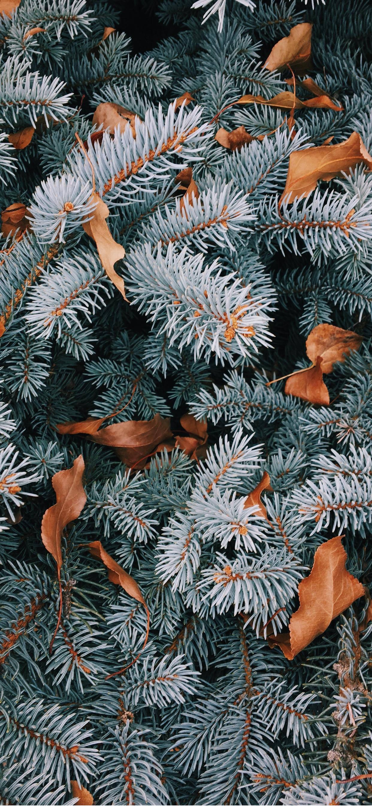 Pine Tree Leaves Christmas IPhone — 1242x2688 wallpaper