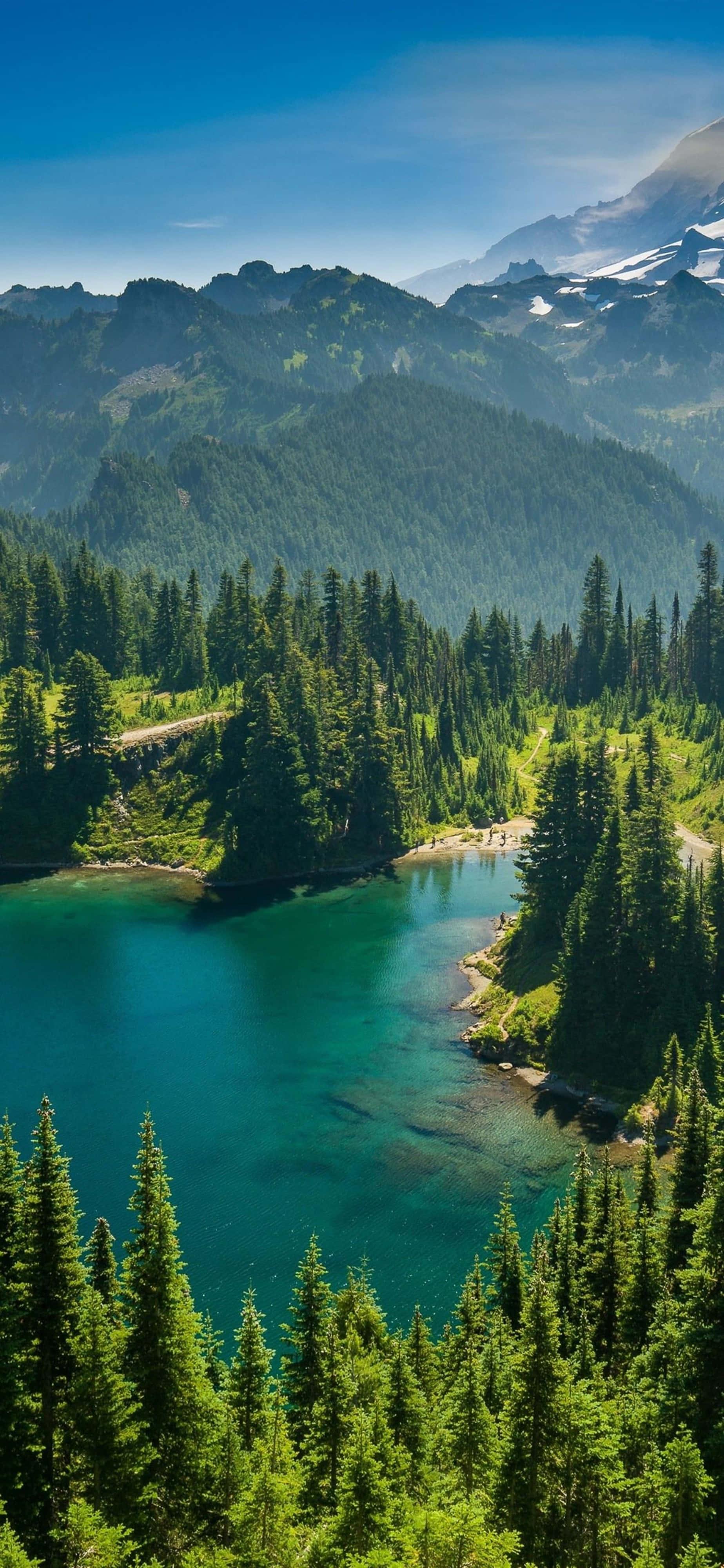 Pine Trees Nature 4K iPhone — 1847x4000 wallpaper