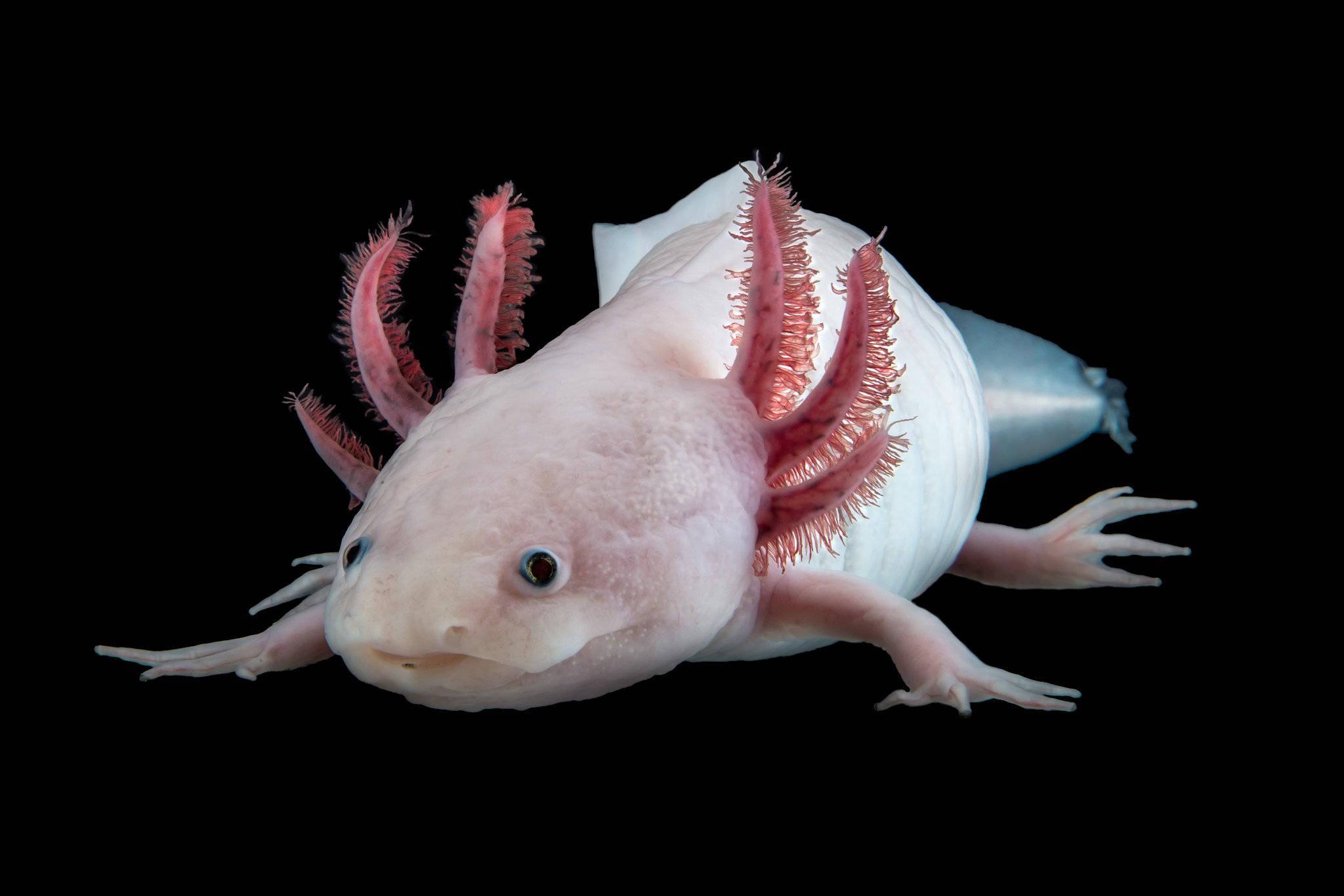 Pink Adult Axolotl — 2048x1366 wallpaper