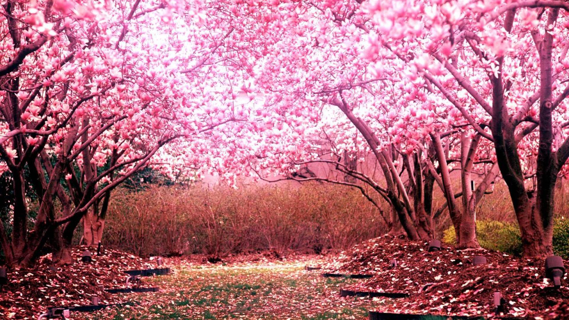 Pink Cherry Blossom Trees — 1920x1080 wallpaper