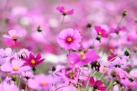 Pink Cosmos Full Screen Hd Desktop — 550x366 wallpaper