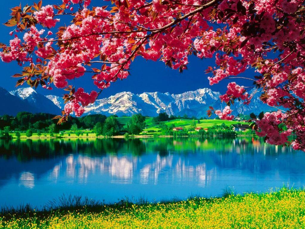 Pink Flower Nature — 1024x768 wallpaper