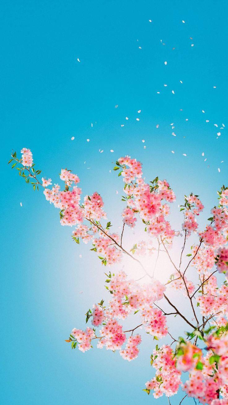Pink Flower Tree Pretty Phone — 736x1308 wallpaper