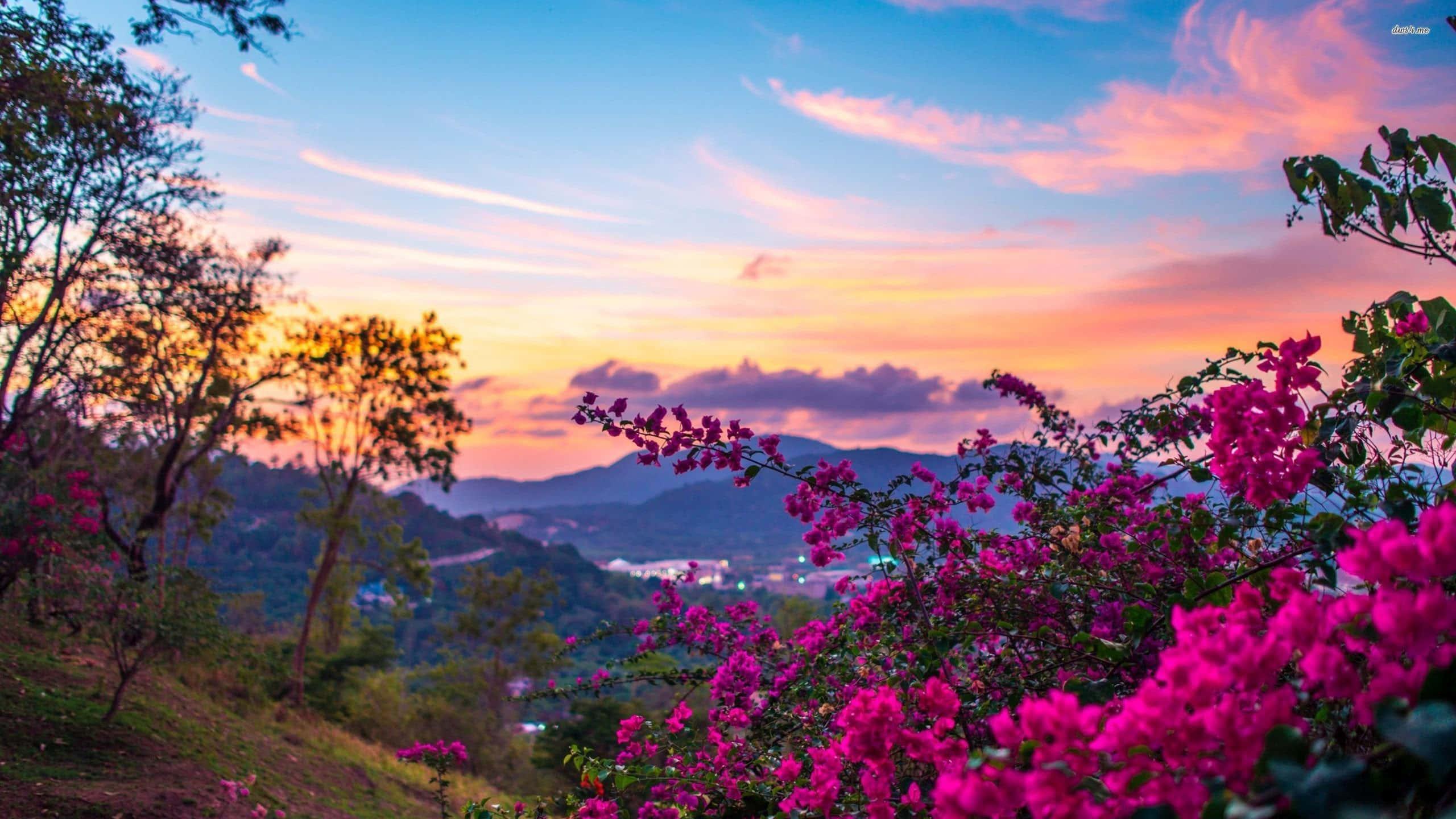 Pink Flower Trees Under Sunset Landscape Picture — 2560x1440 wallpaper