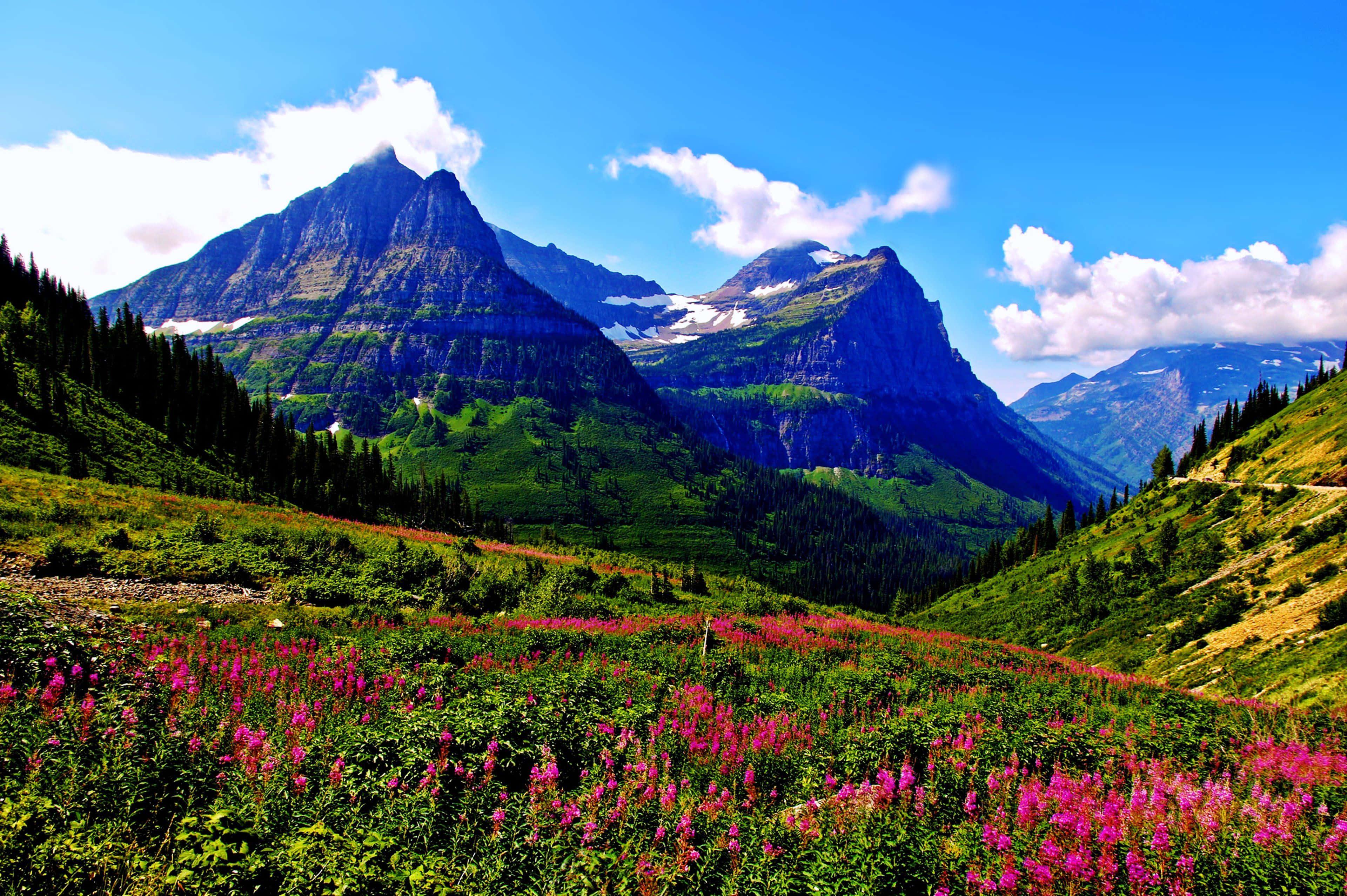 Pink Flowers By Mountain Range Landscape Picture — 3840x2554 wallpaper