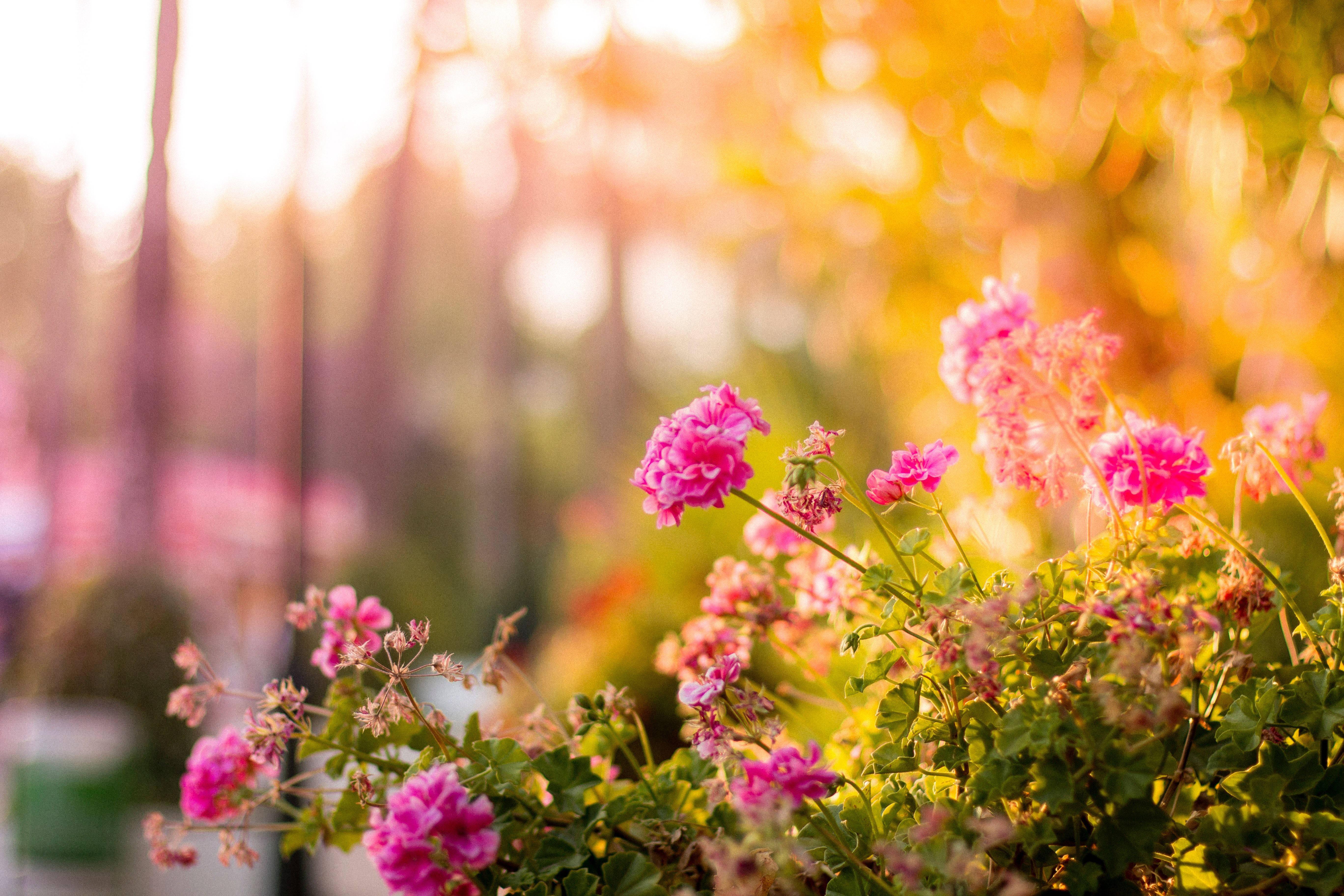 Pink Garden Flower — 5472x3648 wallpaper