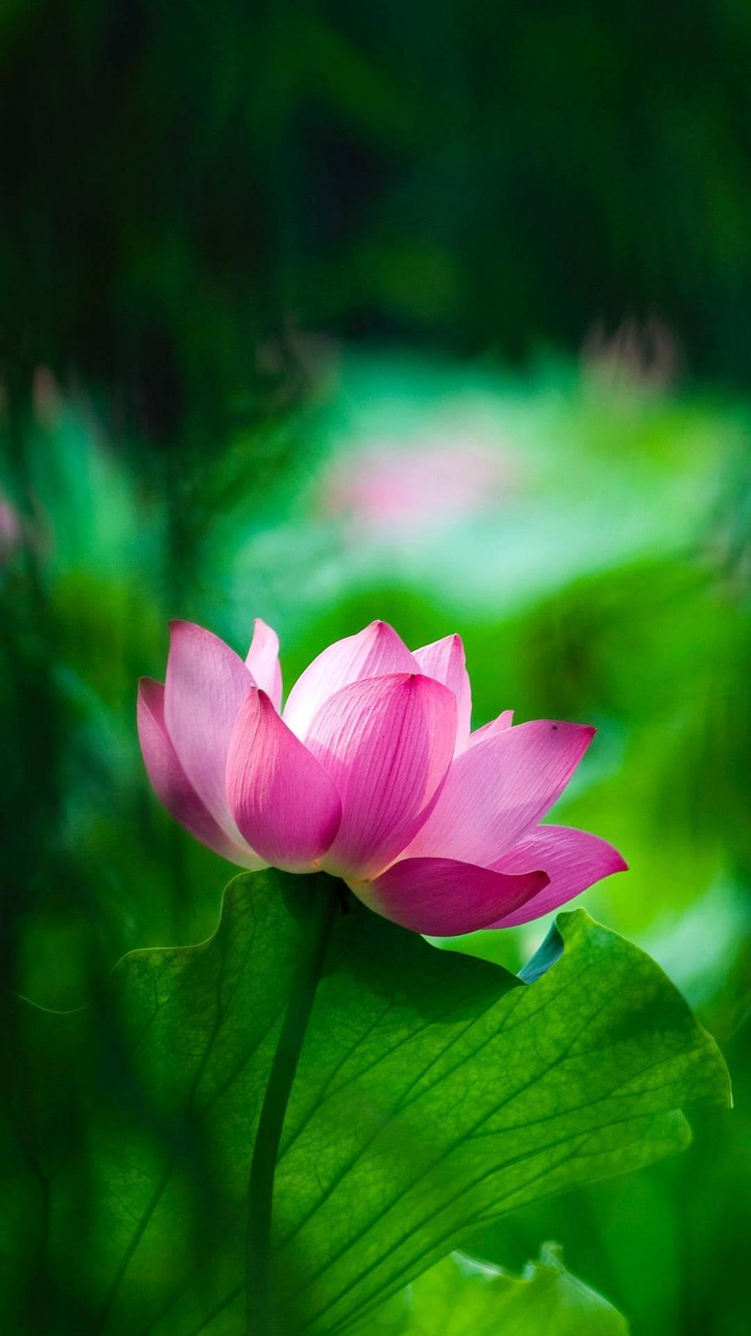 Pink Lotus Flower Mobile — 1080x1920 wallpaper