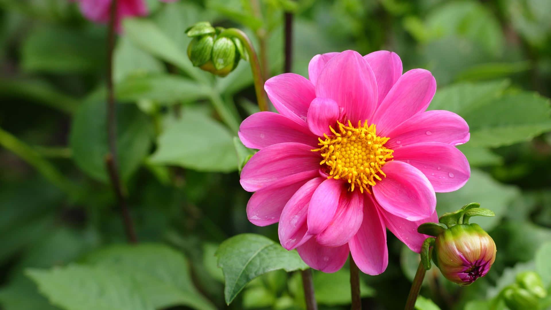 Pink Nature Flower — 1920x1080 wallpaper
