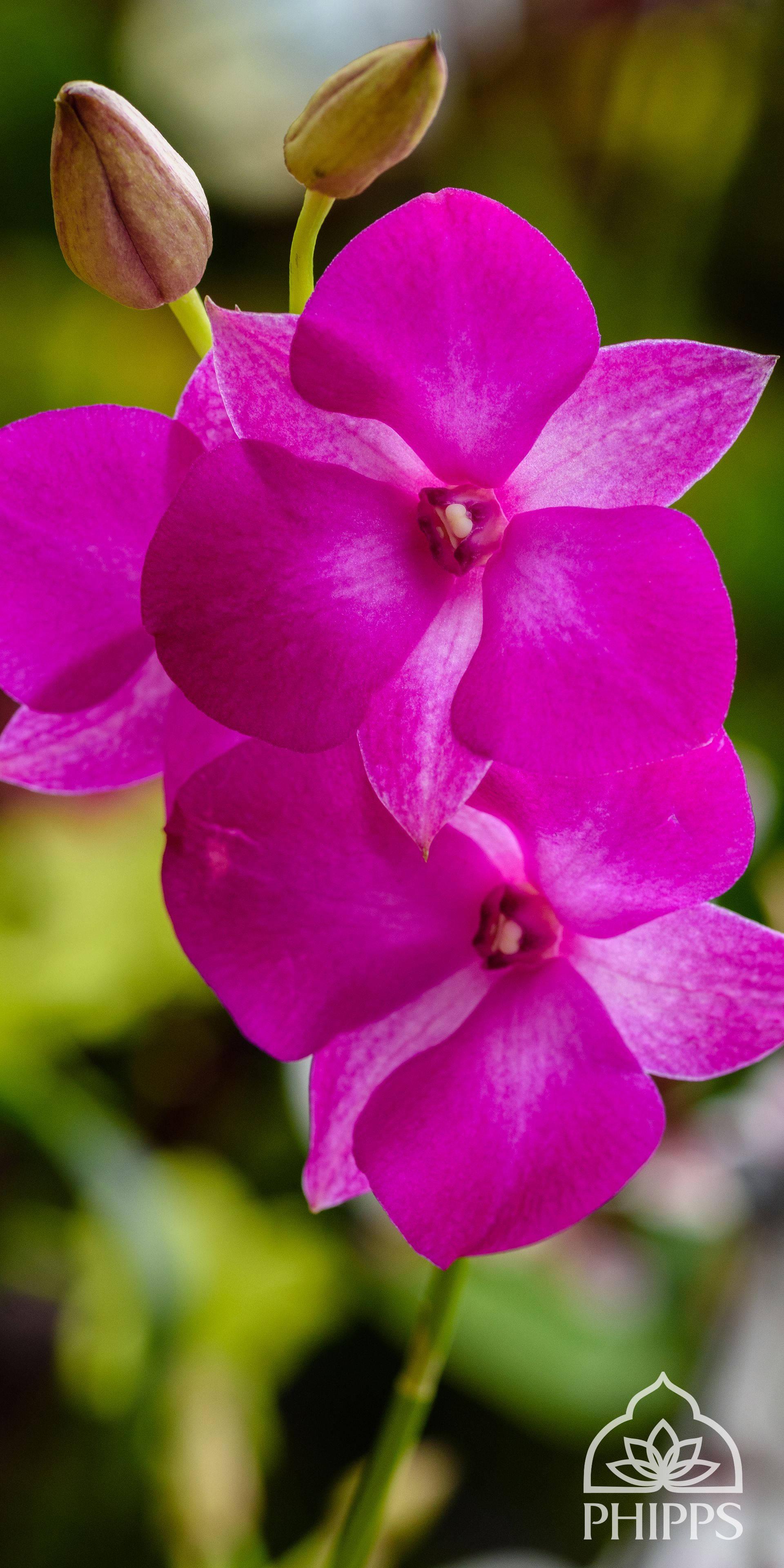 Pink Orchid Flowers Mobile