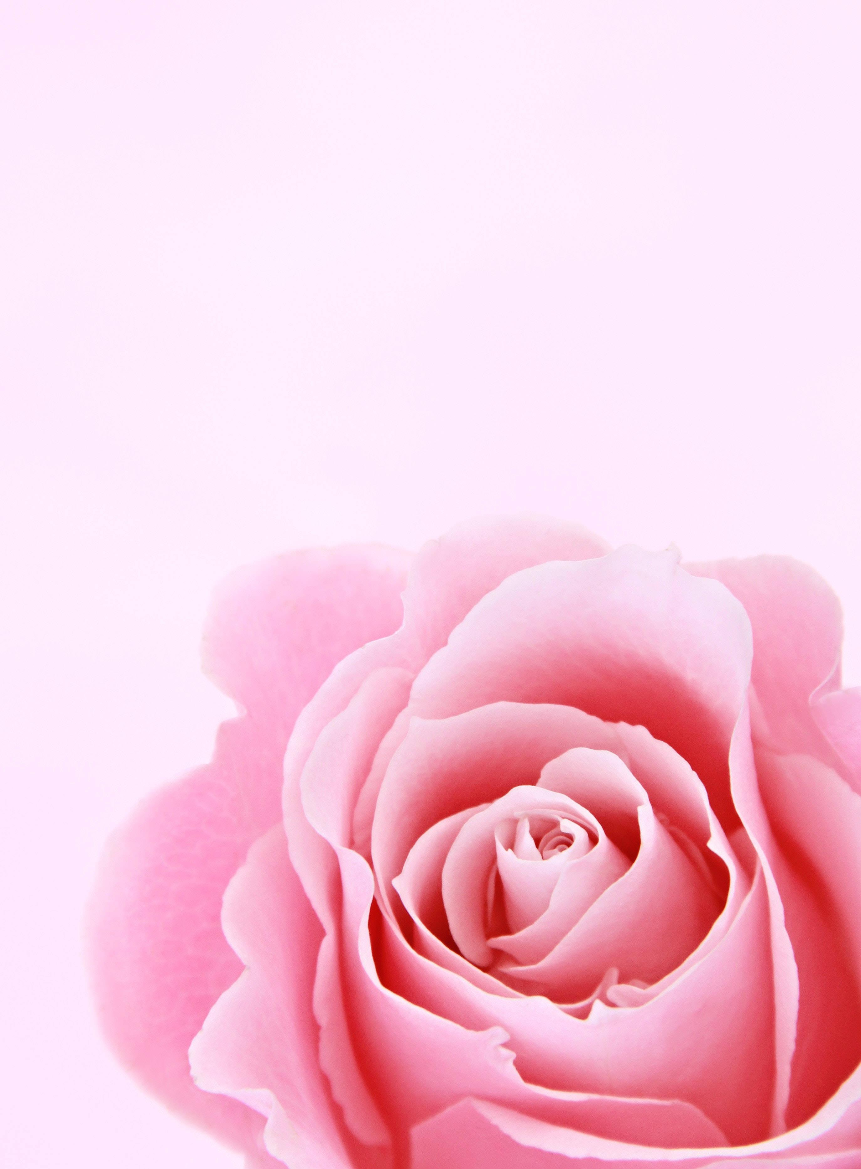 Pink Rose Girly Lock Screen Iphone — 2748x3732 wallpaper