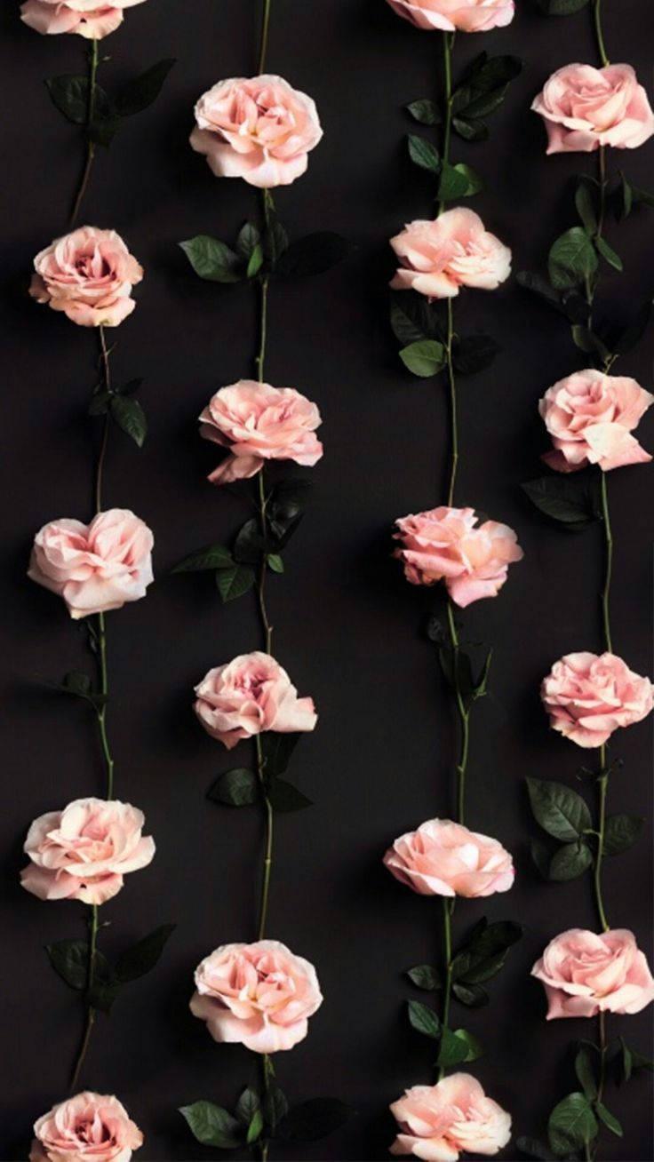 Pink Roses Pretty Phone — 736x1308 wallpaper