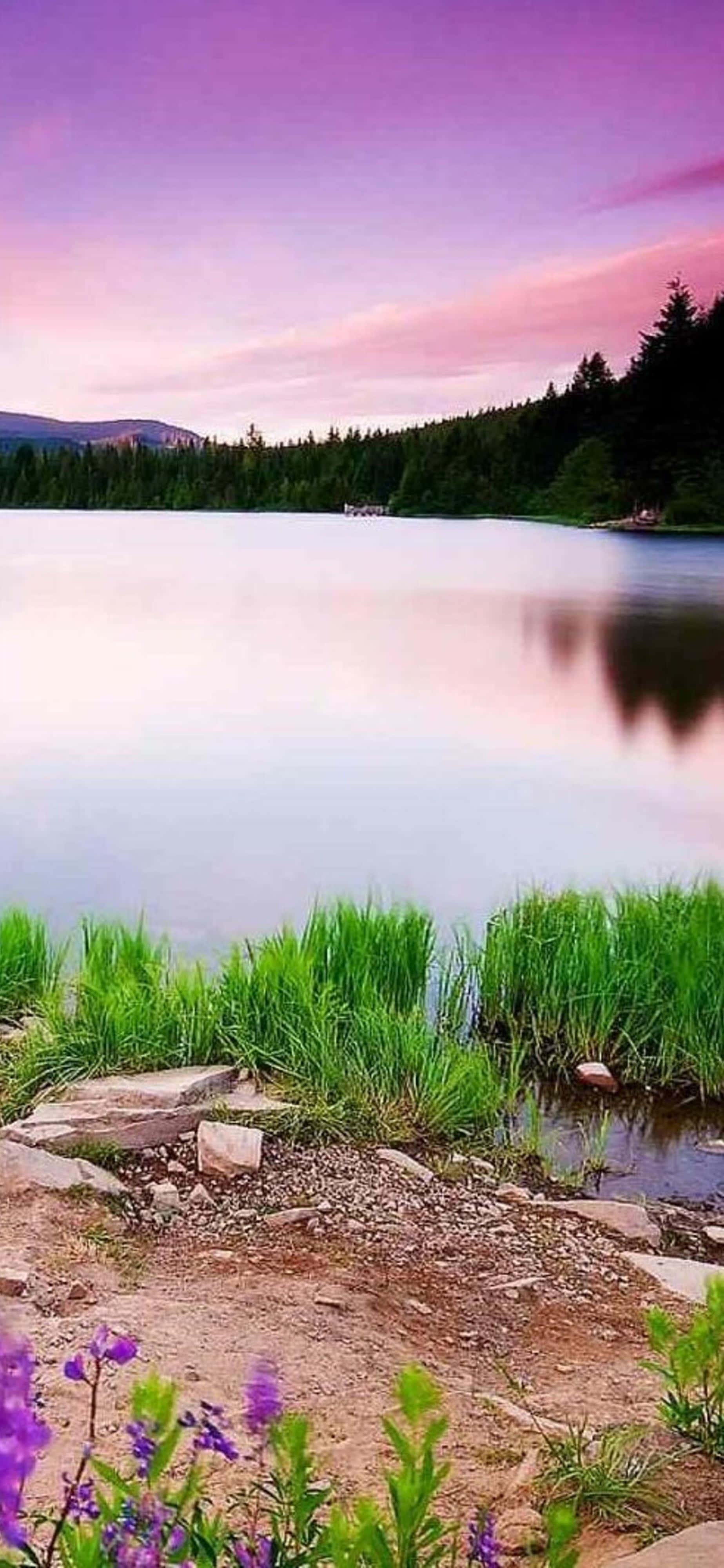 Pink Skies Nature 4K iPhone — 1847x4000 wallpaper
