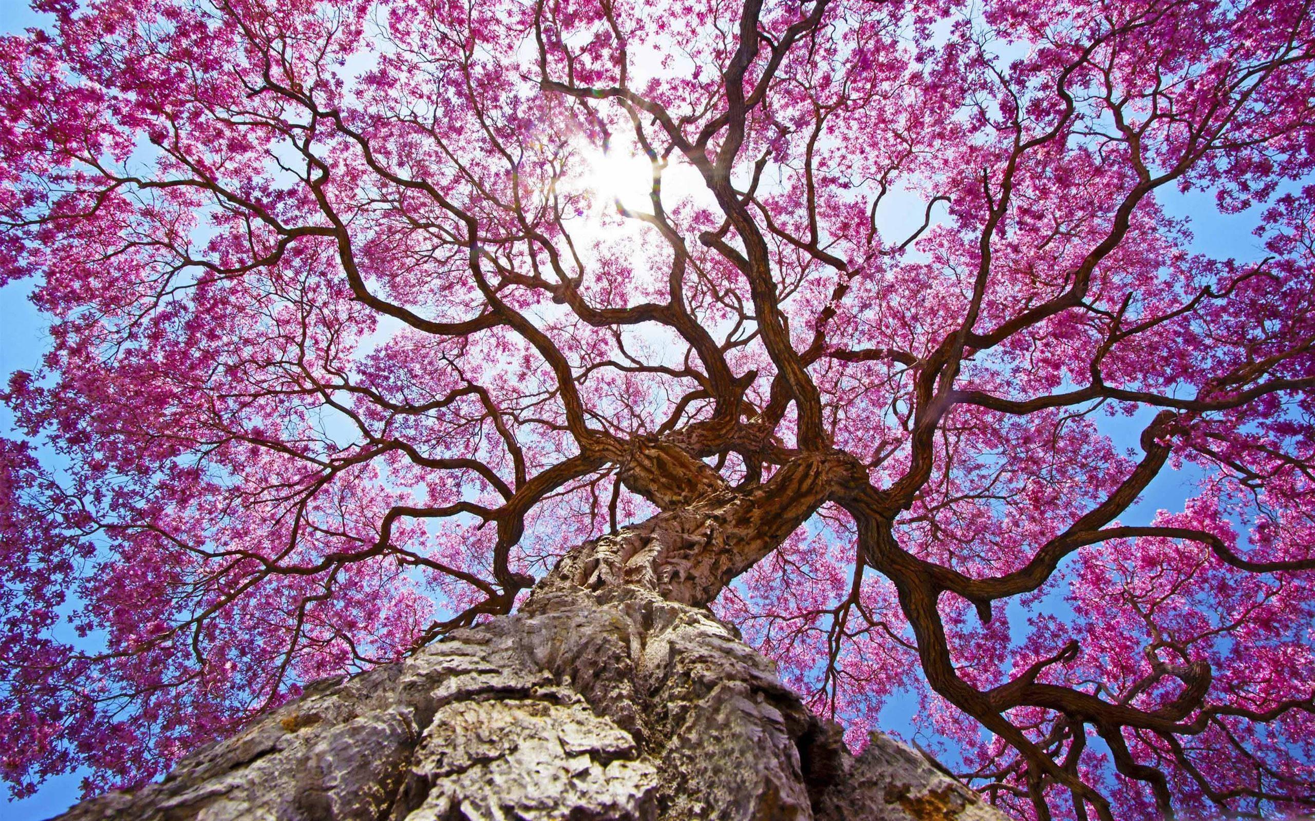 Pink Spring Season Tree — 2560x1600 wallpaper