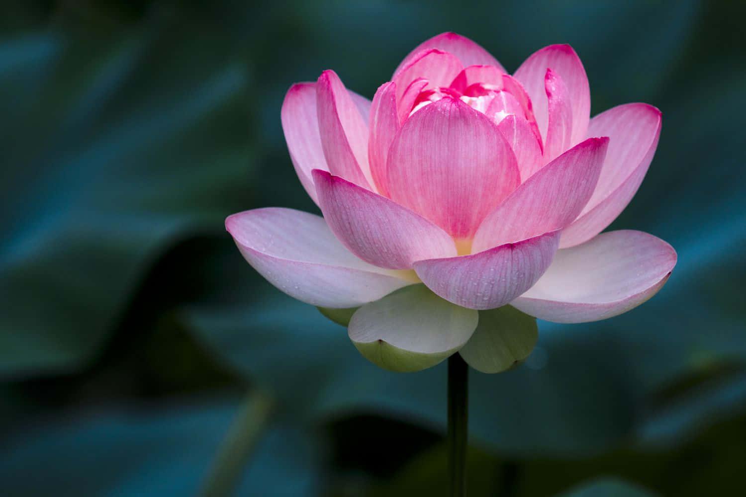 Pink Water Lotus Flower Picture — 1500x1000 wallpaper