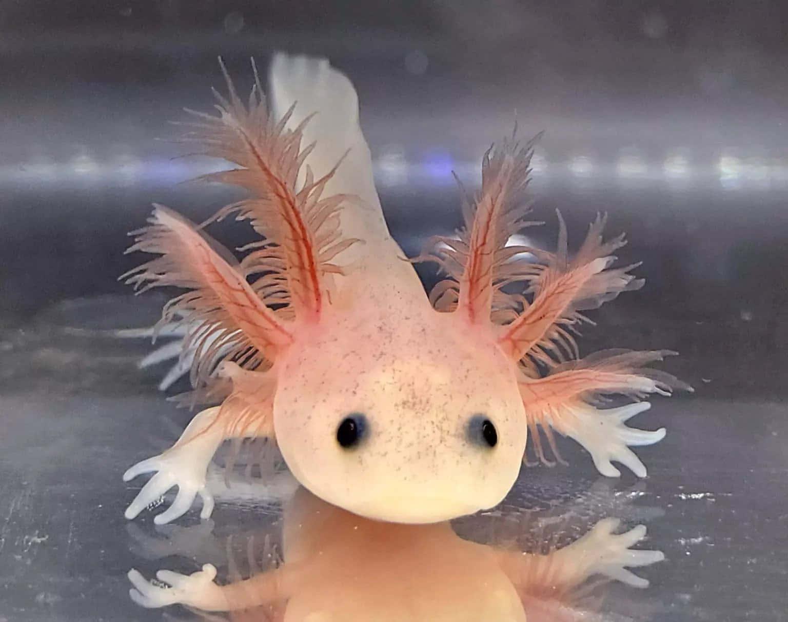 Playful axolotl, ready to explore its new home — 1536x1213 wallpaper