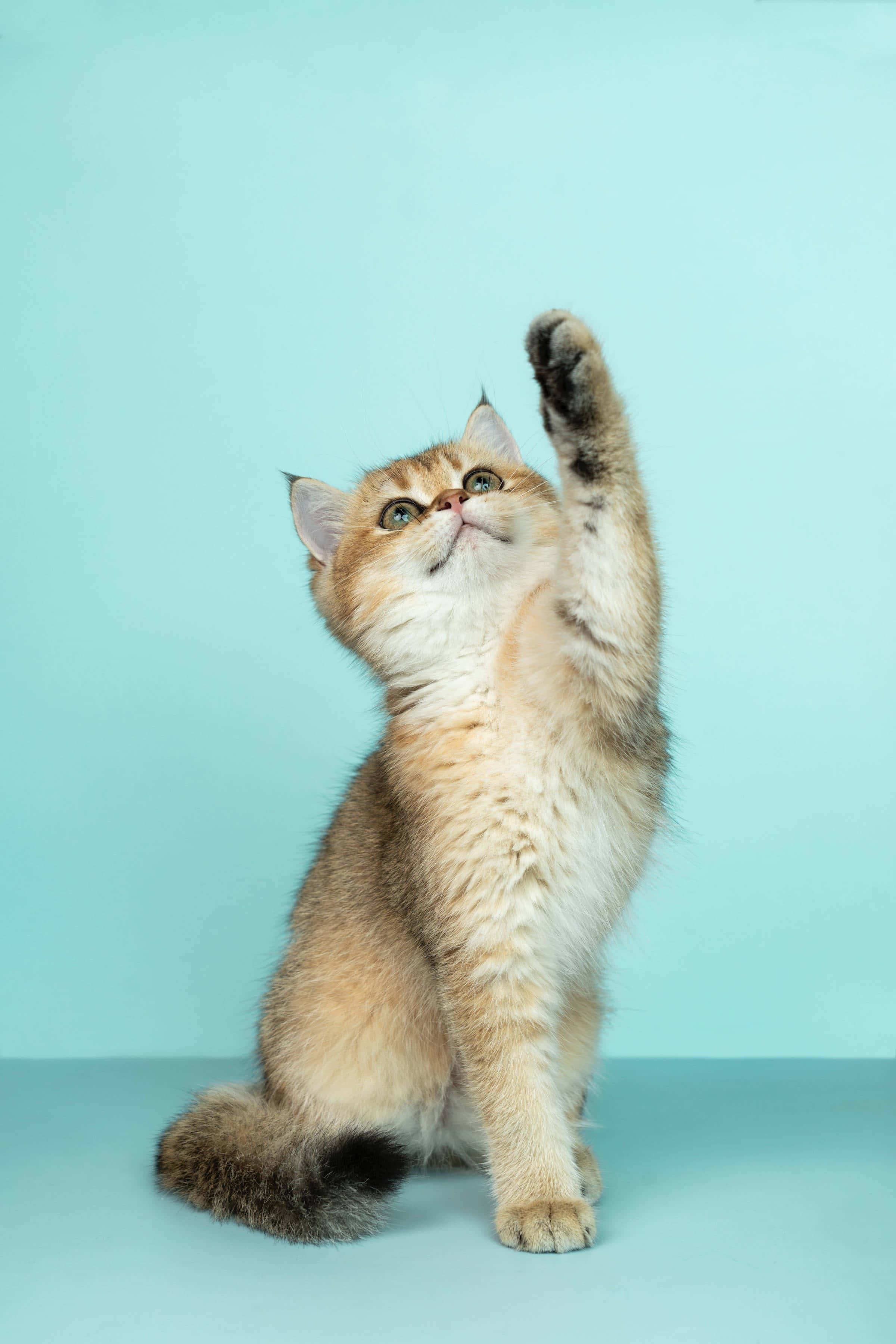 Playful Paws Up - Adorable Kitten Display Picture — 2400x3598 wallpaper
