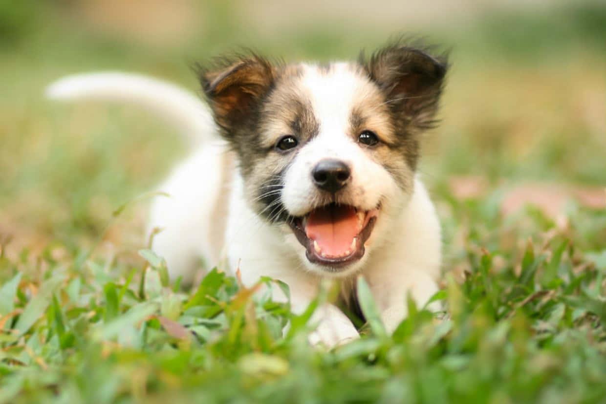 Playful Puppy Picture — 1240x827 wallpaper