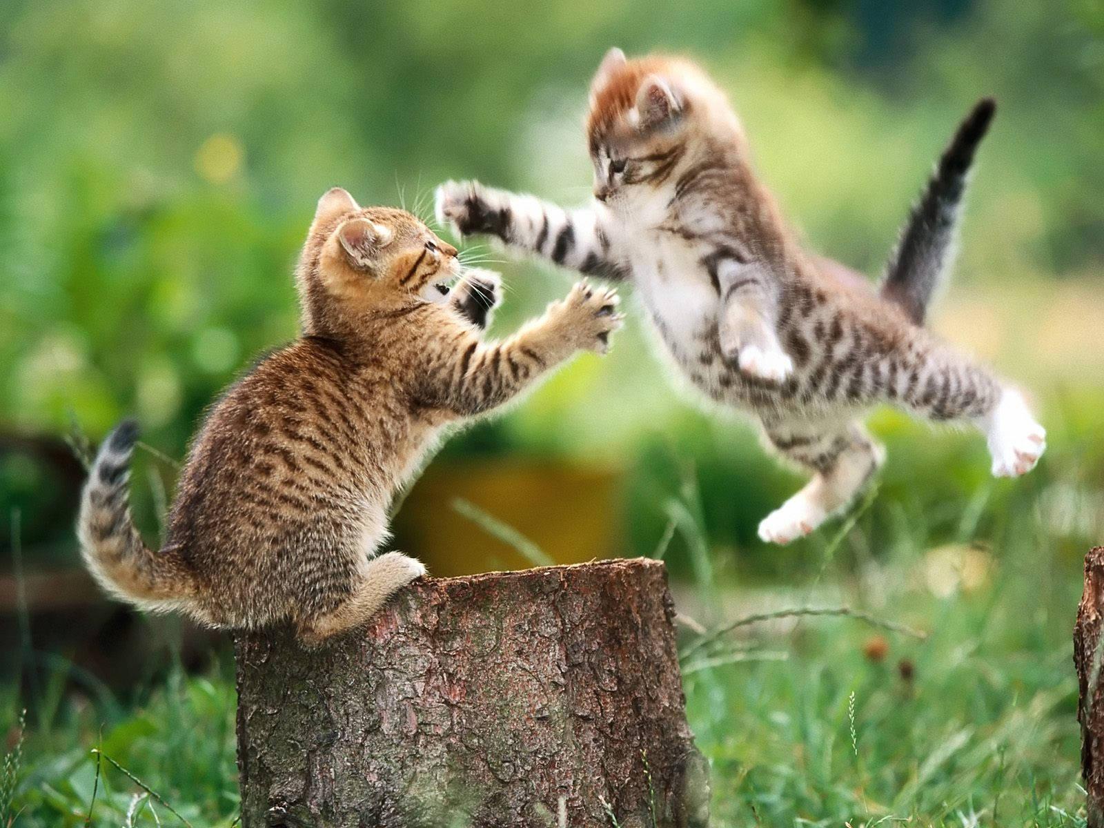 Playing Baby Kitten Animals On Chopped Tree