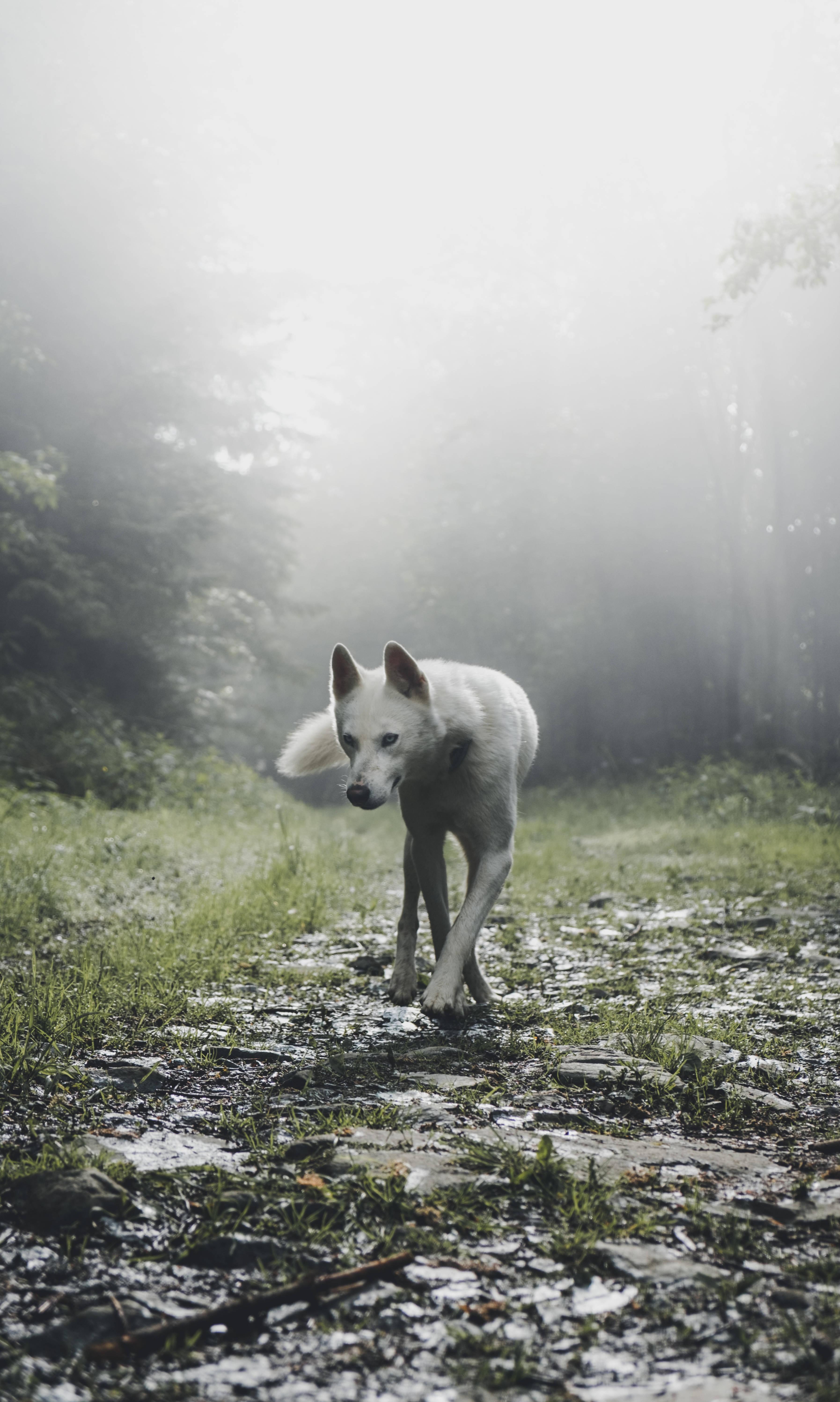 Portrait Cute Wolf — 3589x5989 wallpaper