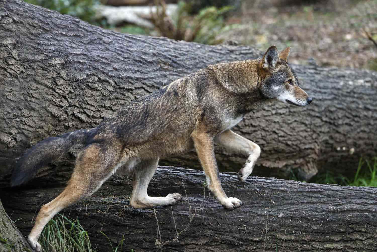 Portrait of a Wolf — 1500x1002 wallpaper