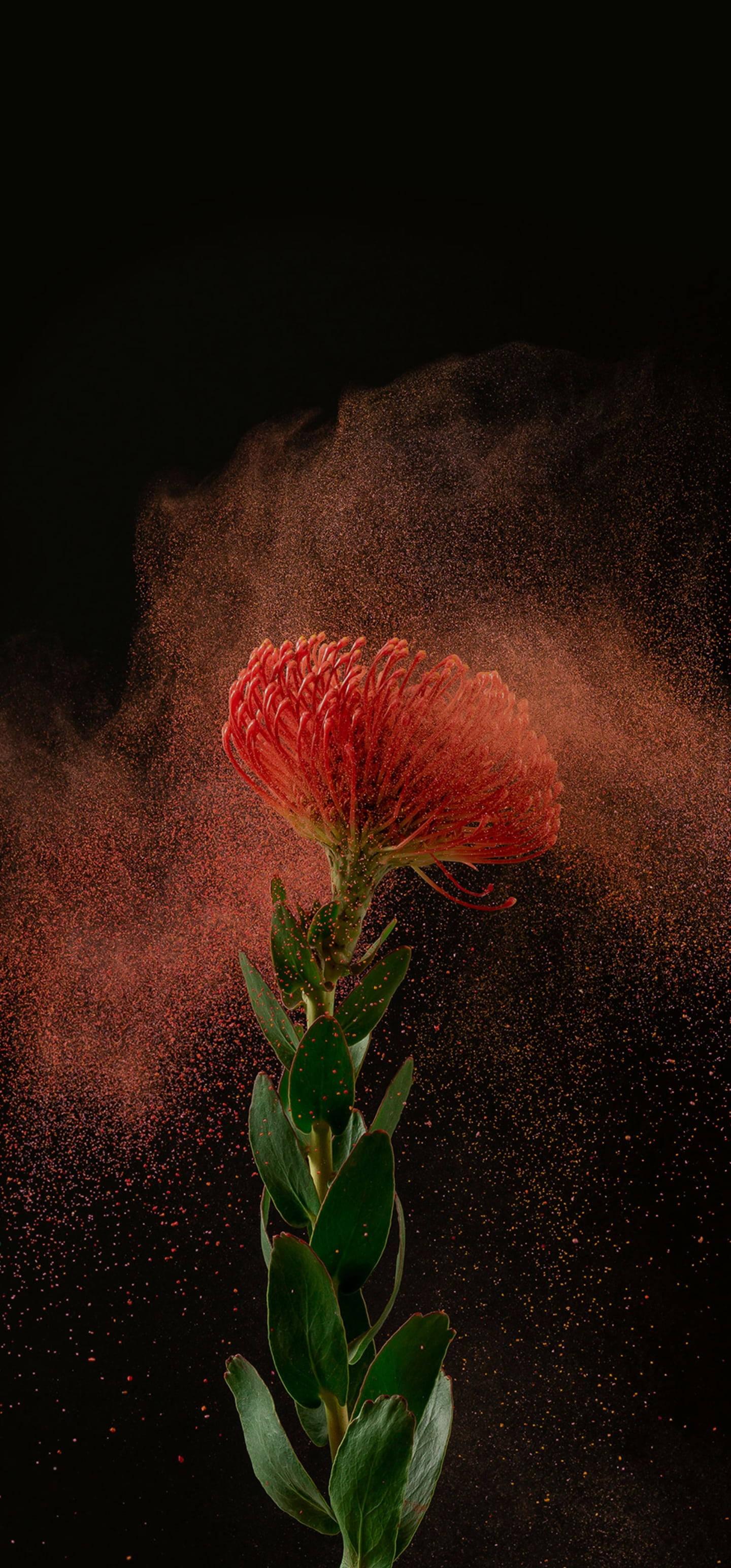 Powdered Pincushion Flower On Samsung Full HD — 1440x3088 wallpaper