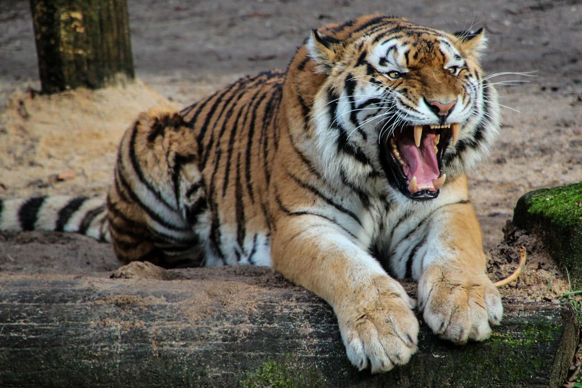 Powerful and Captivating - A Tiger Stalking its Prey — 1920x1280 wallpaper