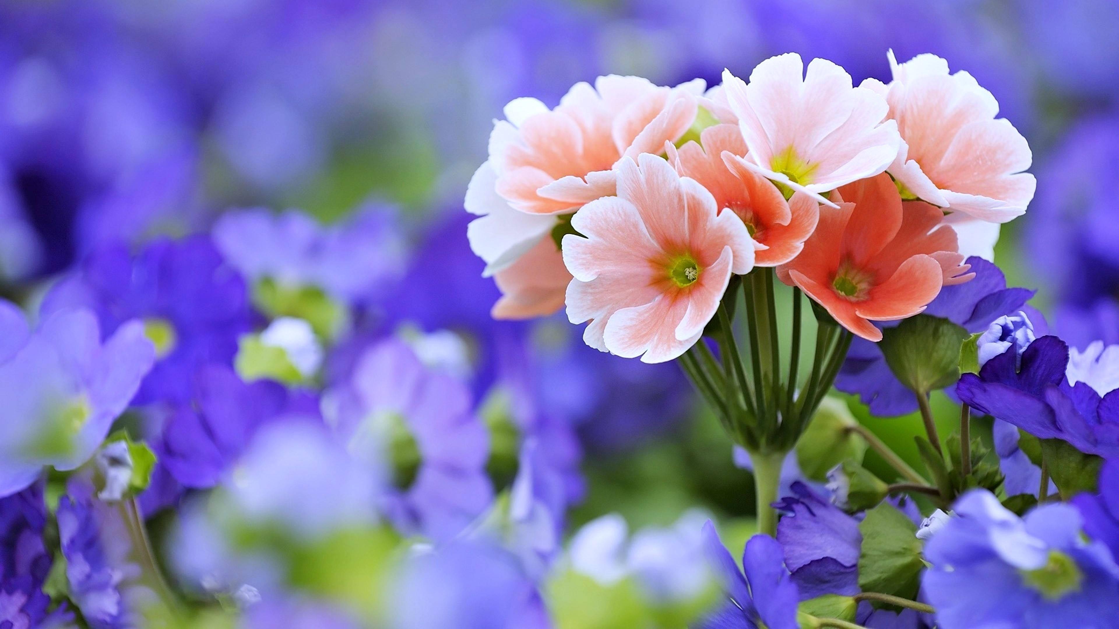 Pretty Flower Combines Peach and Purple in a Vibrant Design — 3840x2160 wallpaper