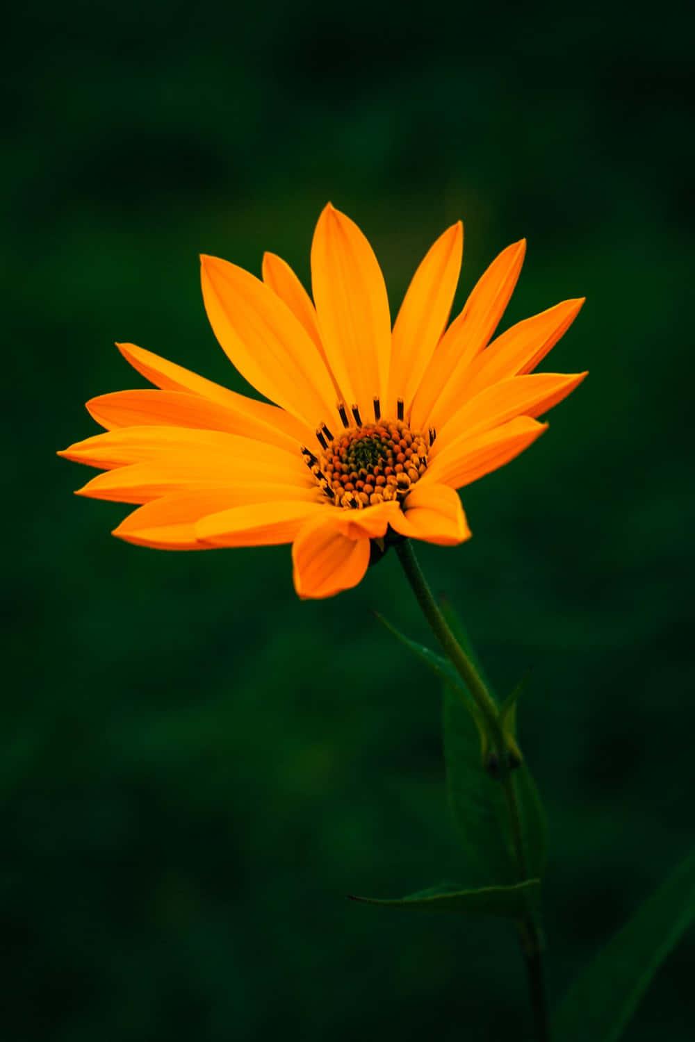 Pretty Orange Flower Picture — 1000x1500 wallpaper