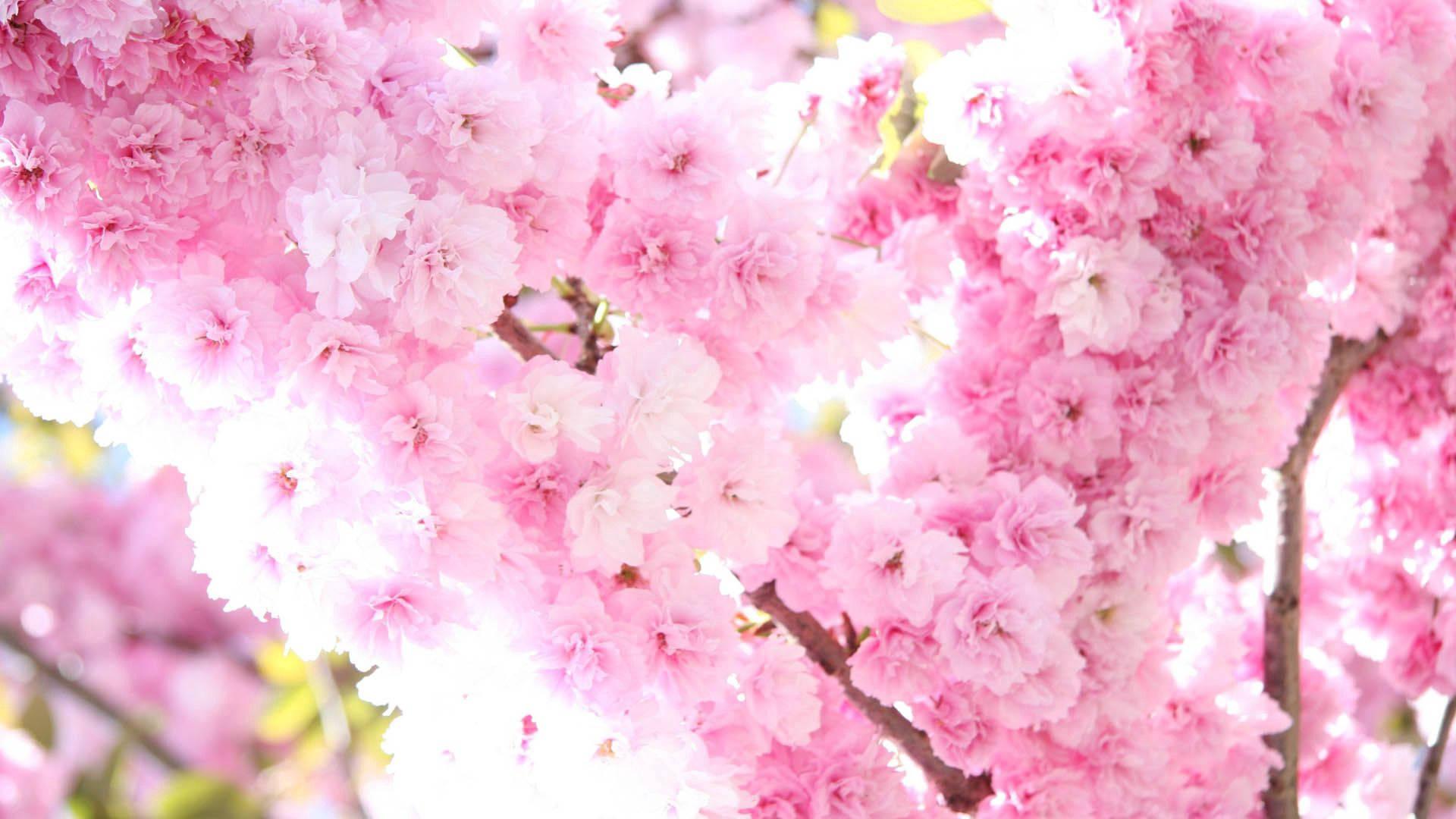 Pretty Pink Spring Blossoms — 1920x1080 wallpaper