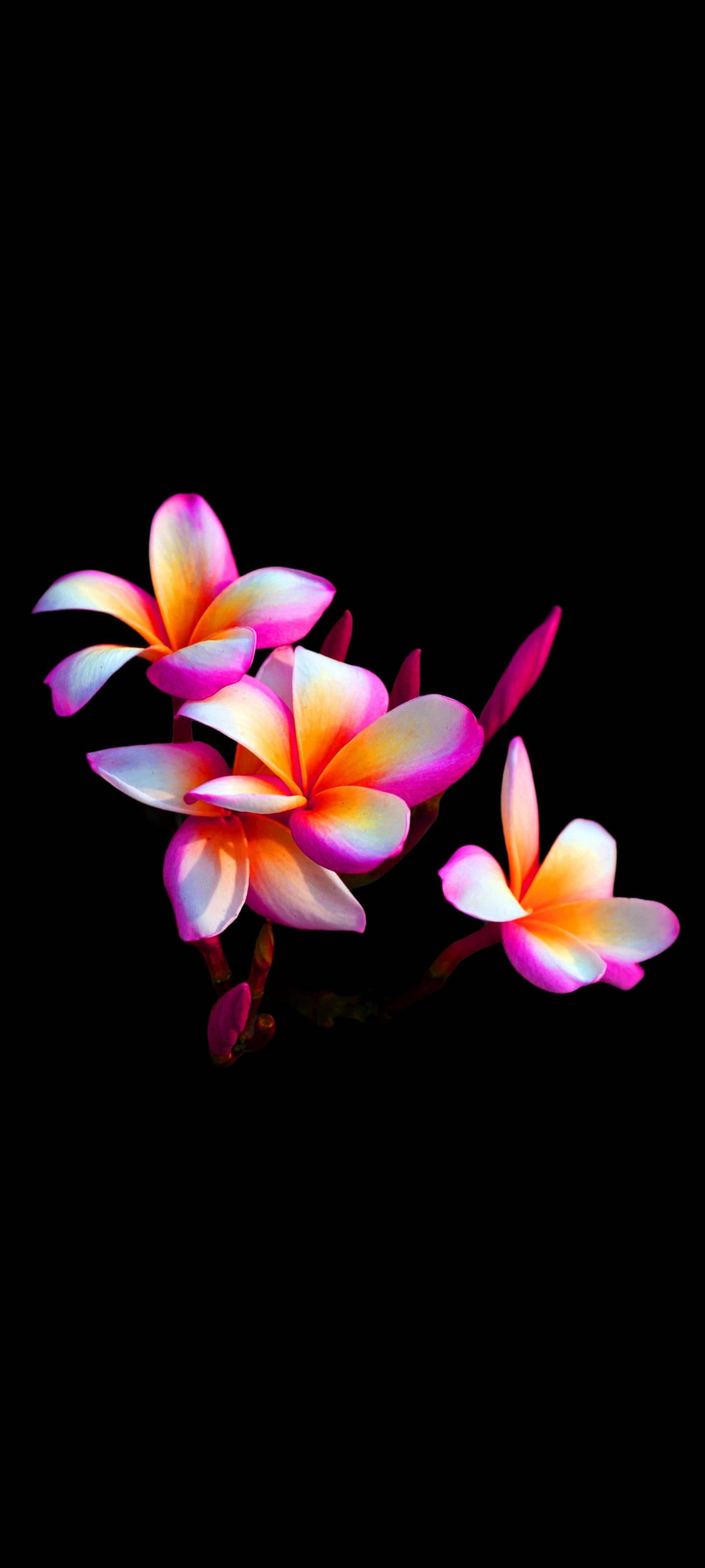 Pretty Plumeria Flower Mobile — 1468x3264 wallpaper