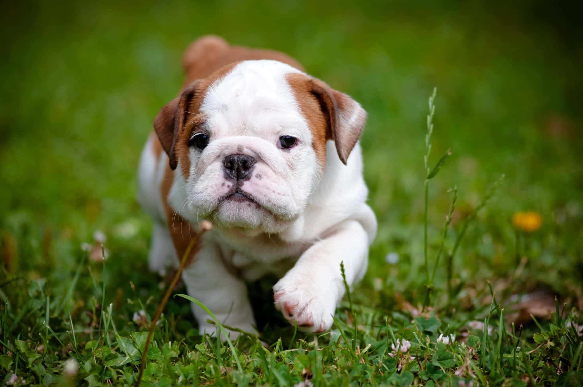 Puppy background — 2048x1360 wallpaper