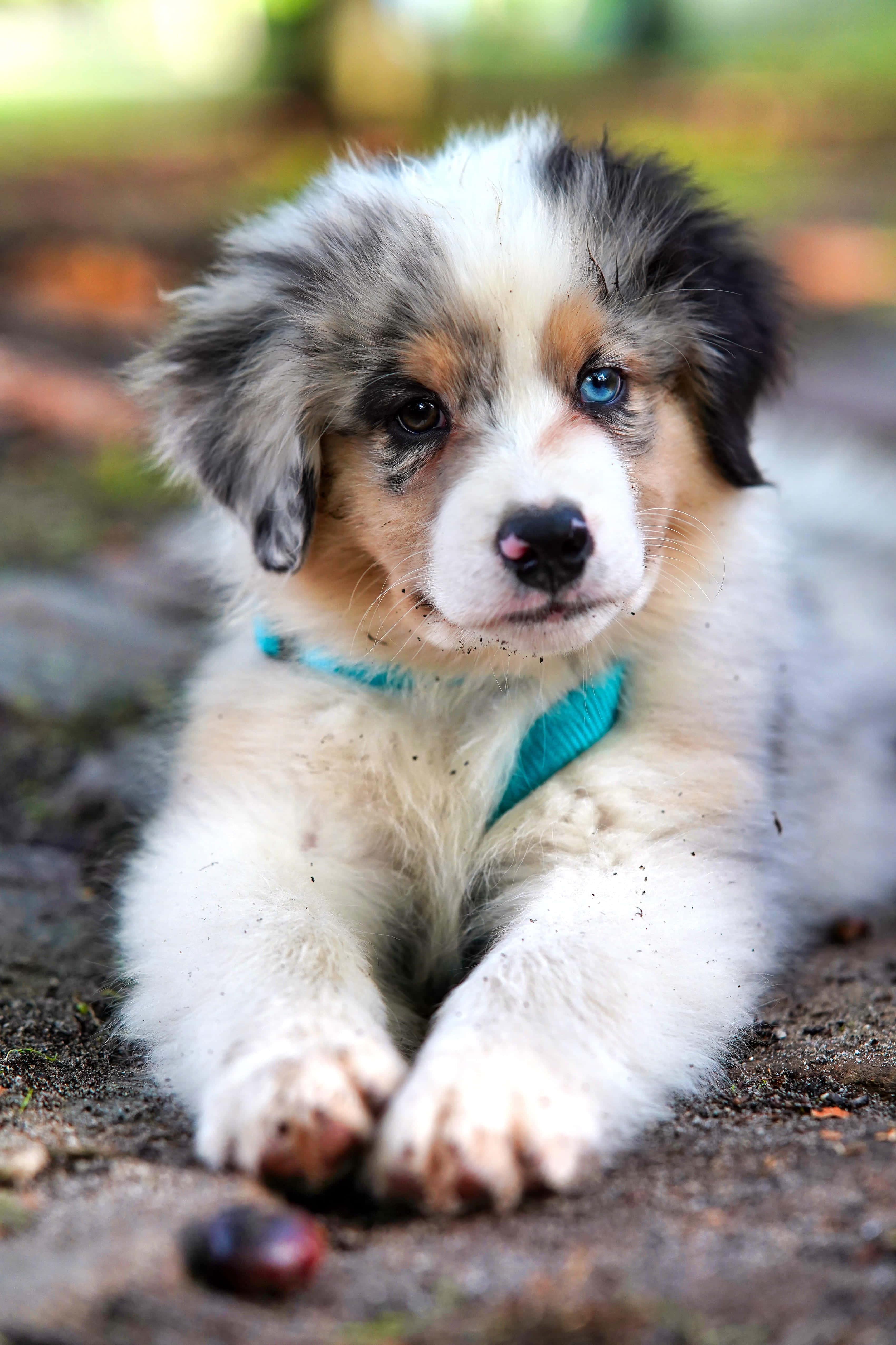 Puppy background — 3400x5100 wallpaper