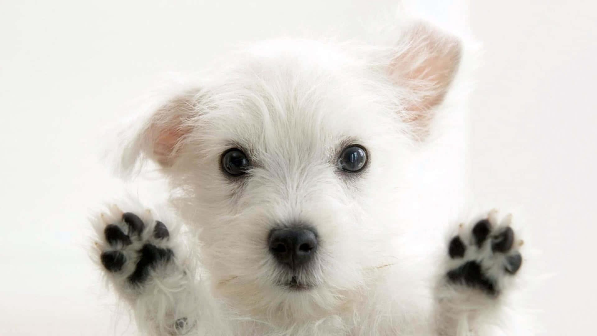 Puppy background — 1920x1080 wallpaper
