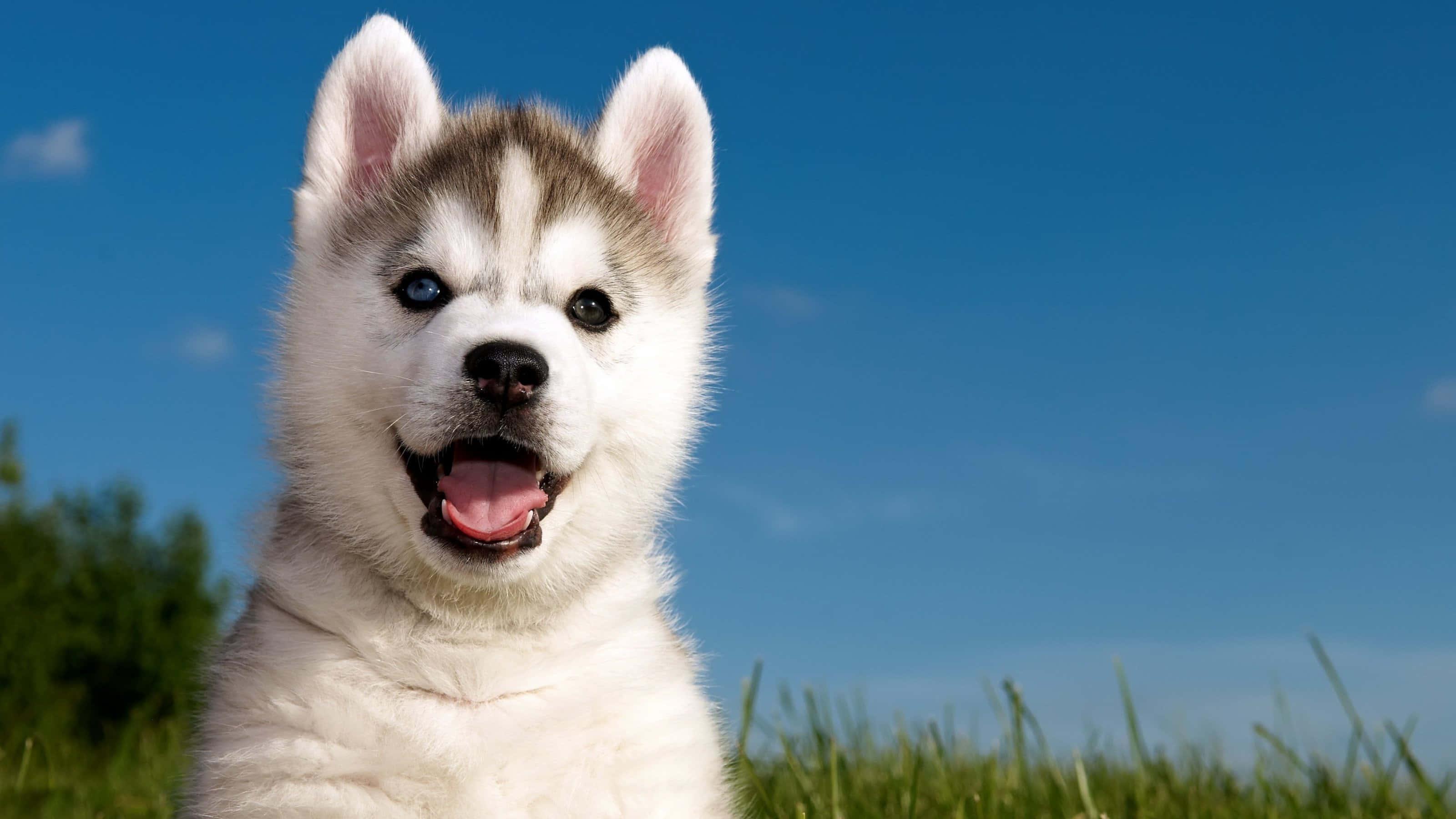 Puppy background — 3200x1800 wallpaper