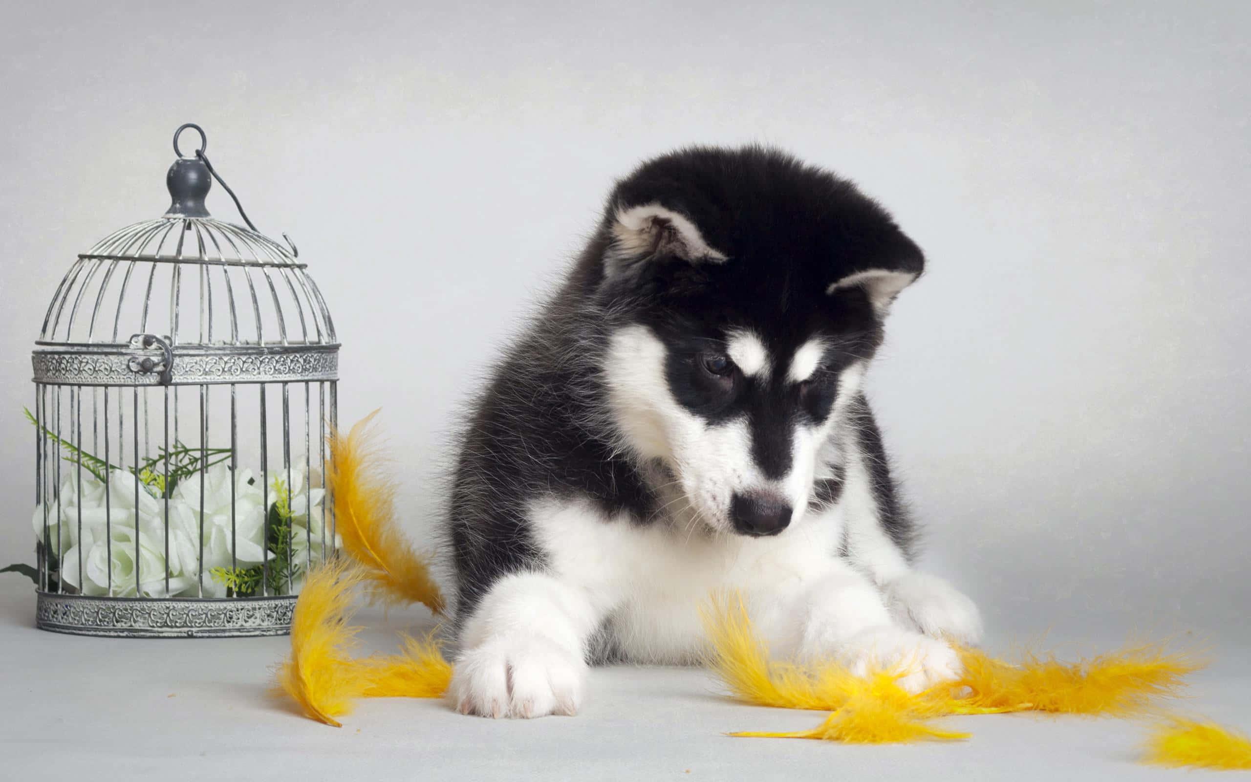 Puppy background — 2560x1600 wallpaper