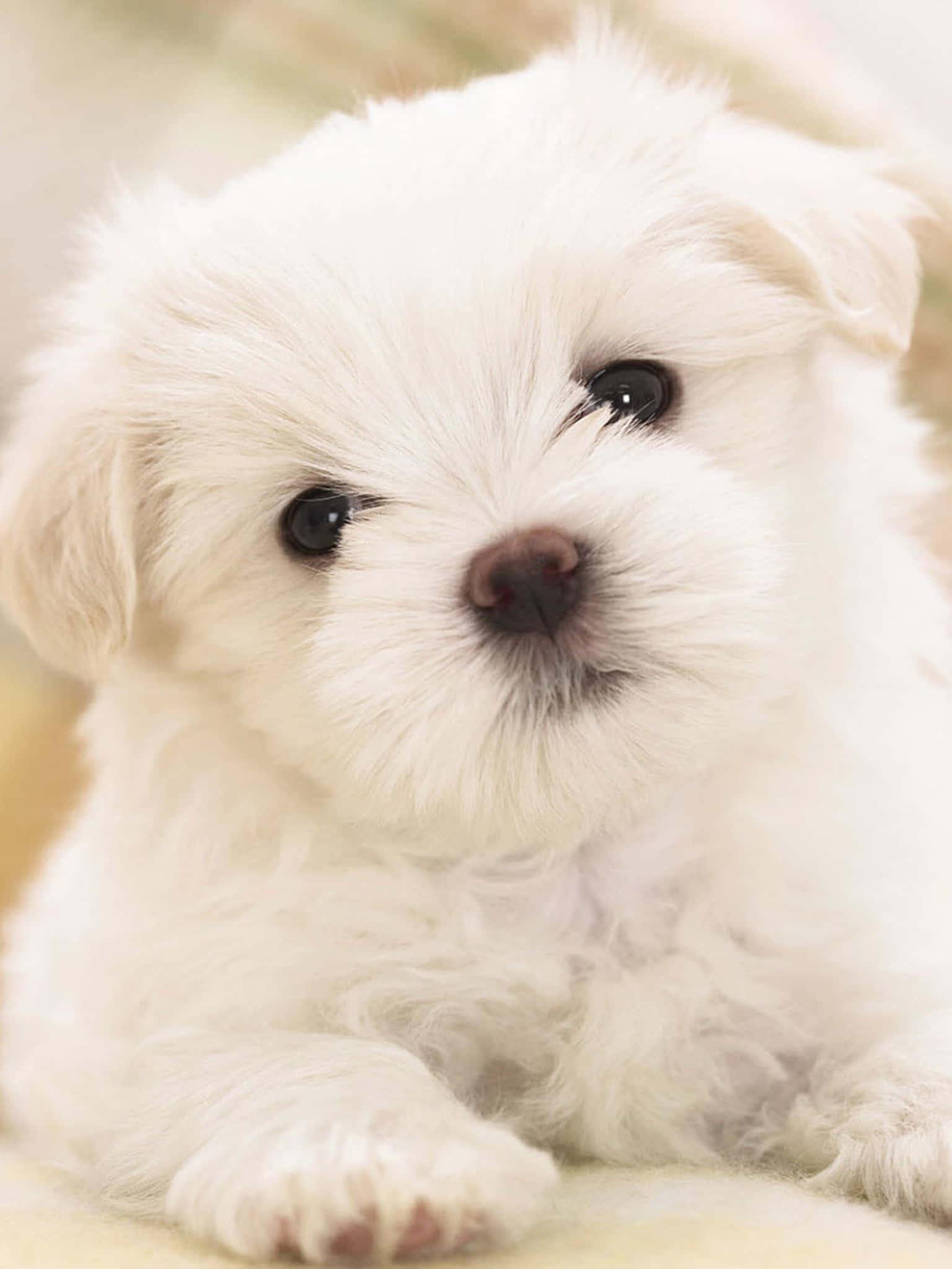 Puppy background — 1536x2048 wallpaper