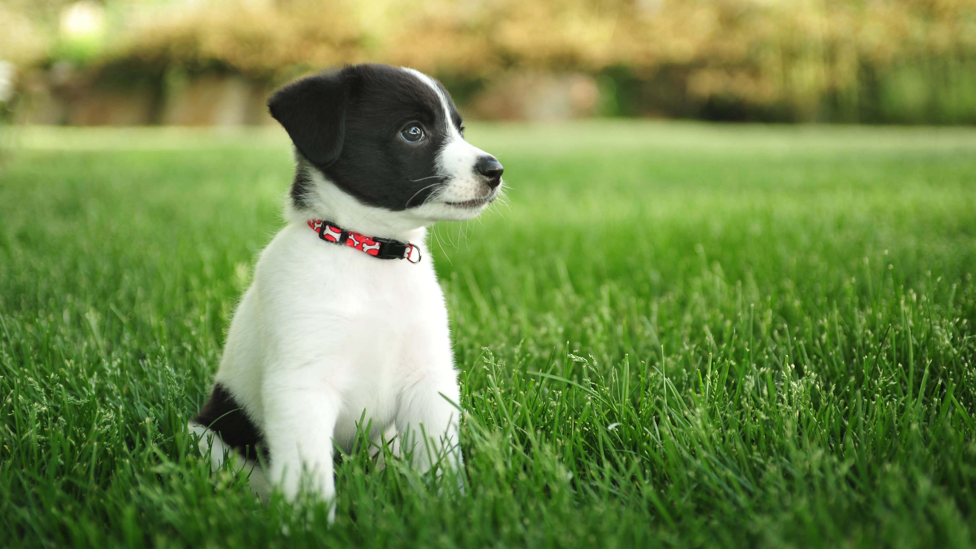 Puppy background — 3840x2160 wallpaper