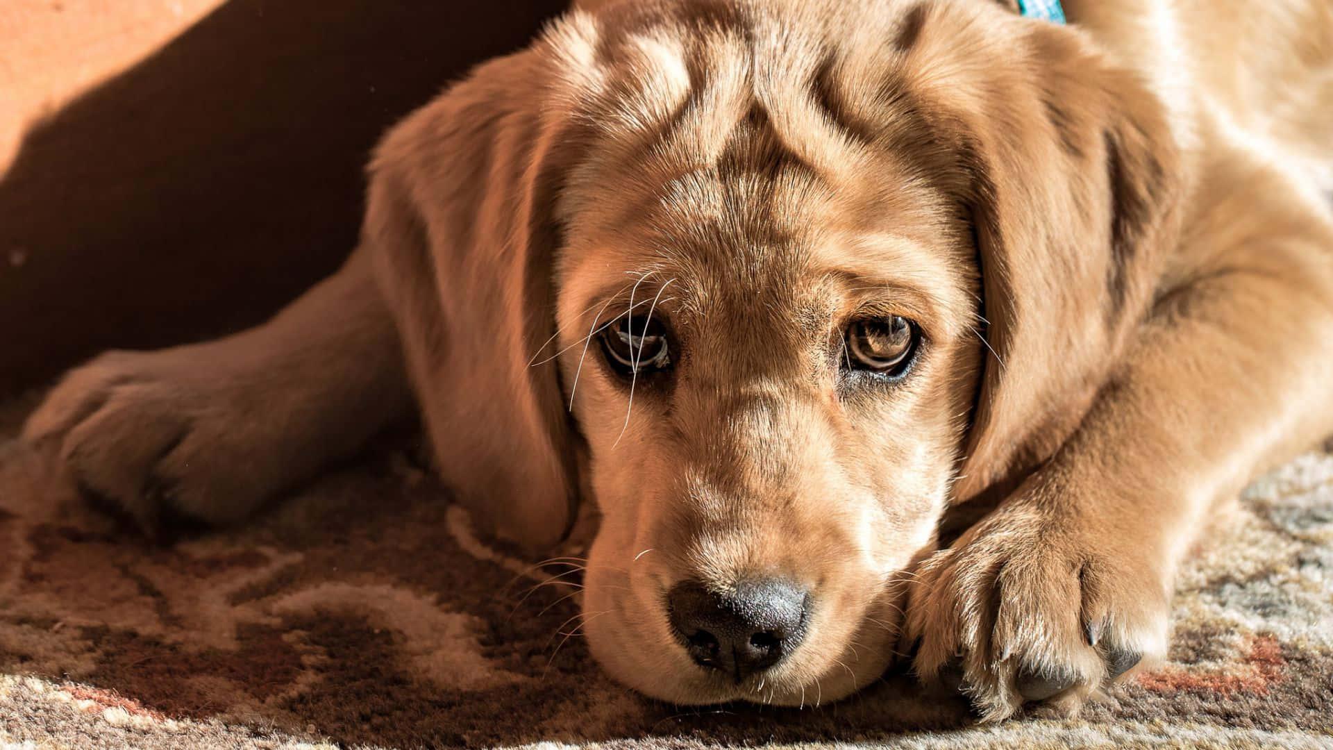 Puppy background — 1920x1080 wallpaper