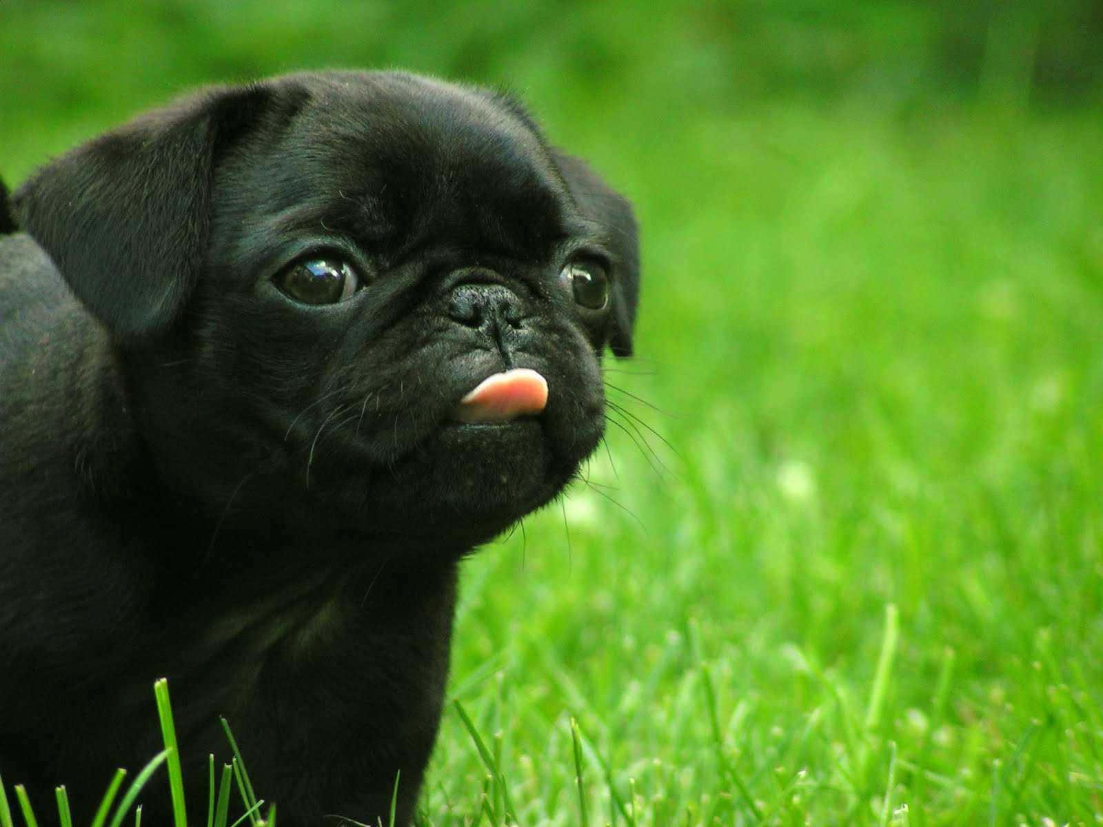 Puppy background — 1600x1200 wallpaper