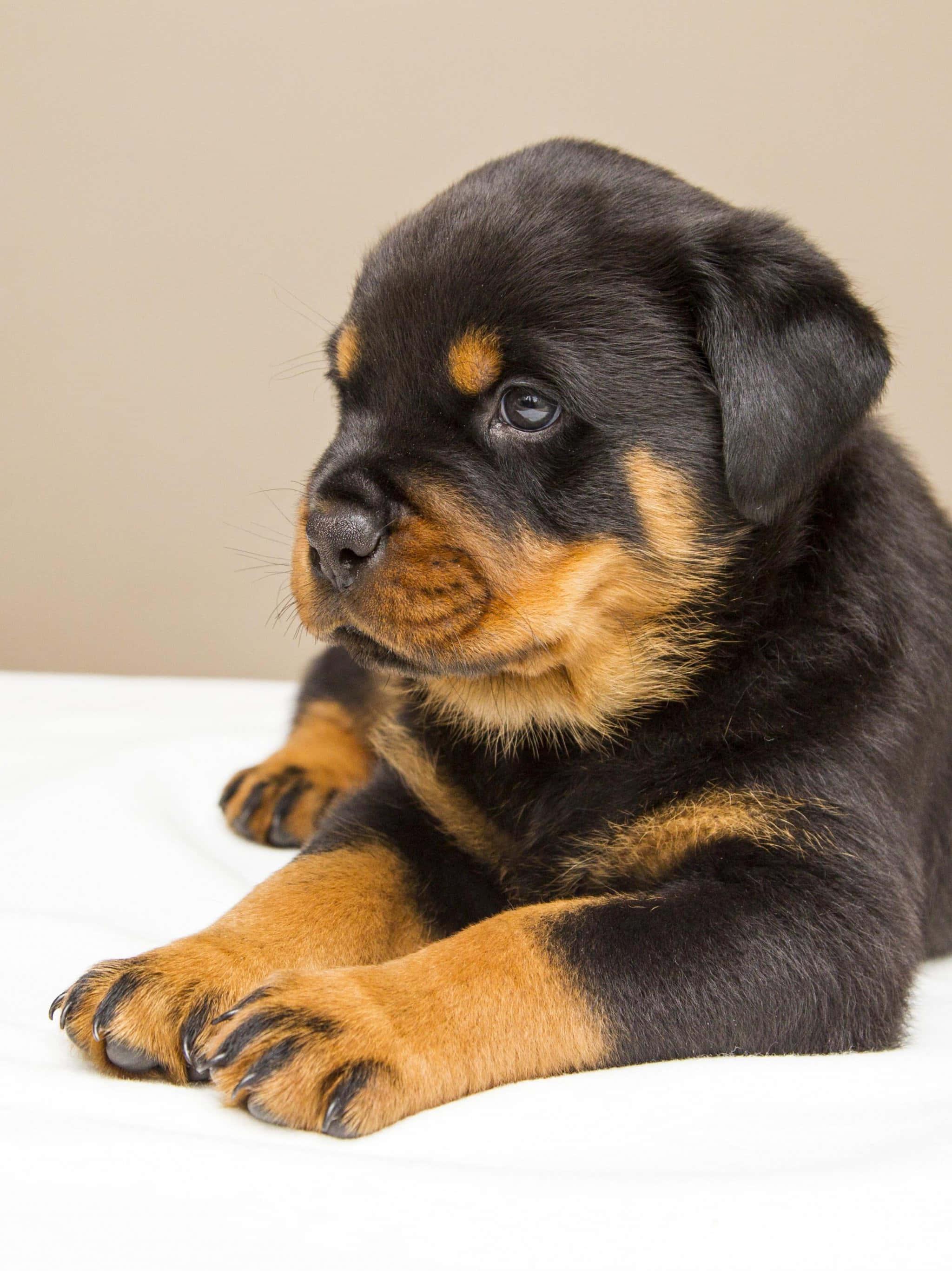 Puppy background — 2048x2732 wallpaper