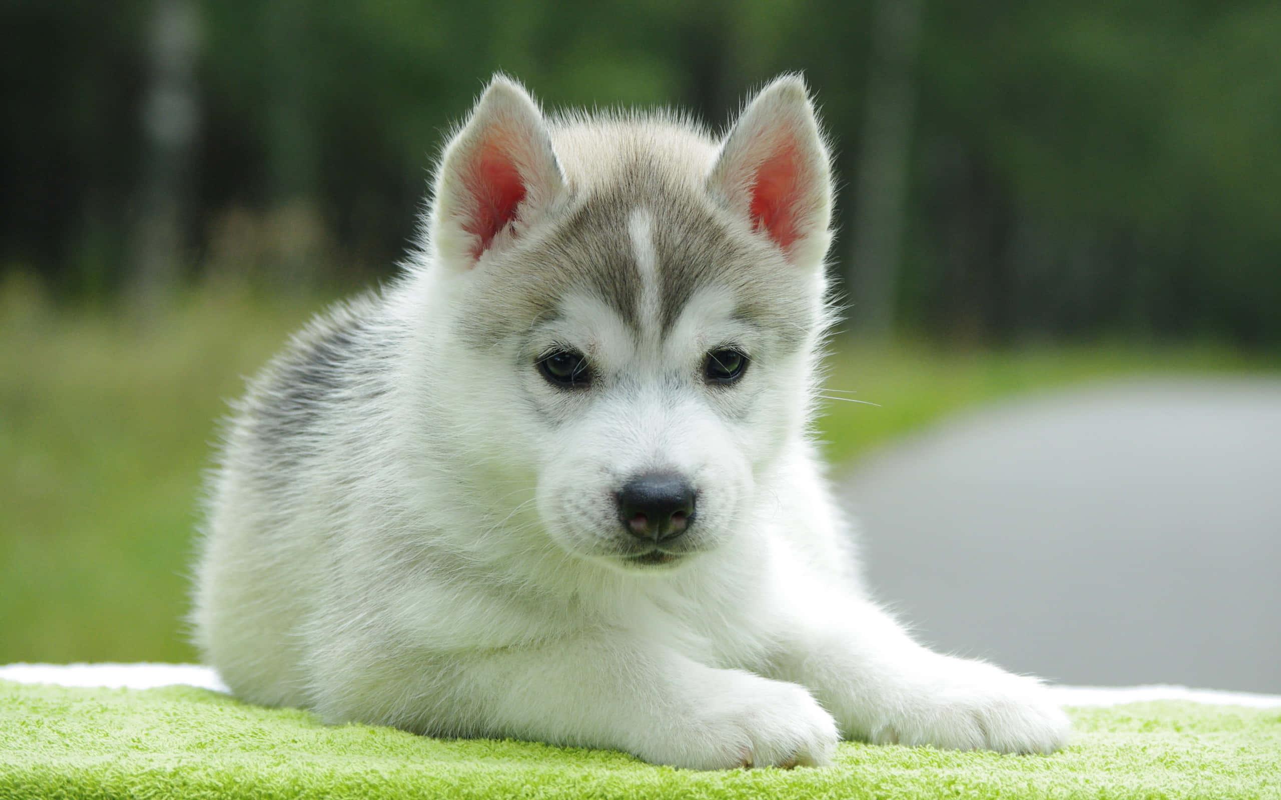 Puppy background — 2560x1600 wallpaper