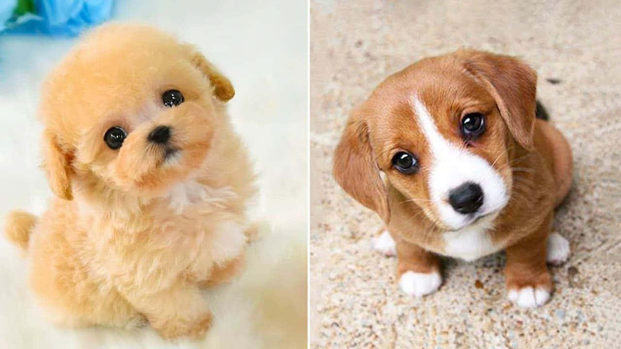 Puppy Dog Eyes Picture — 1280x720 wallpaper