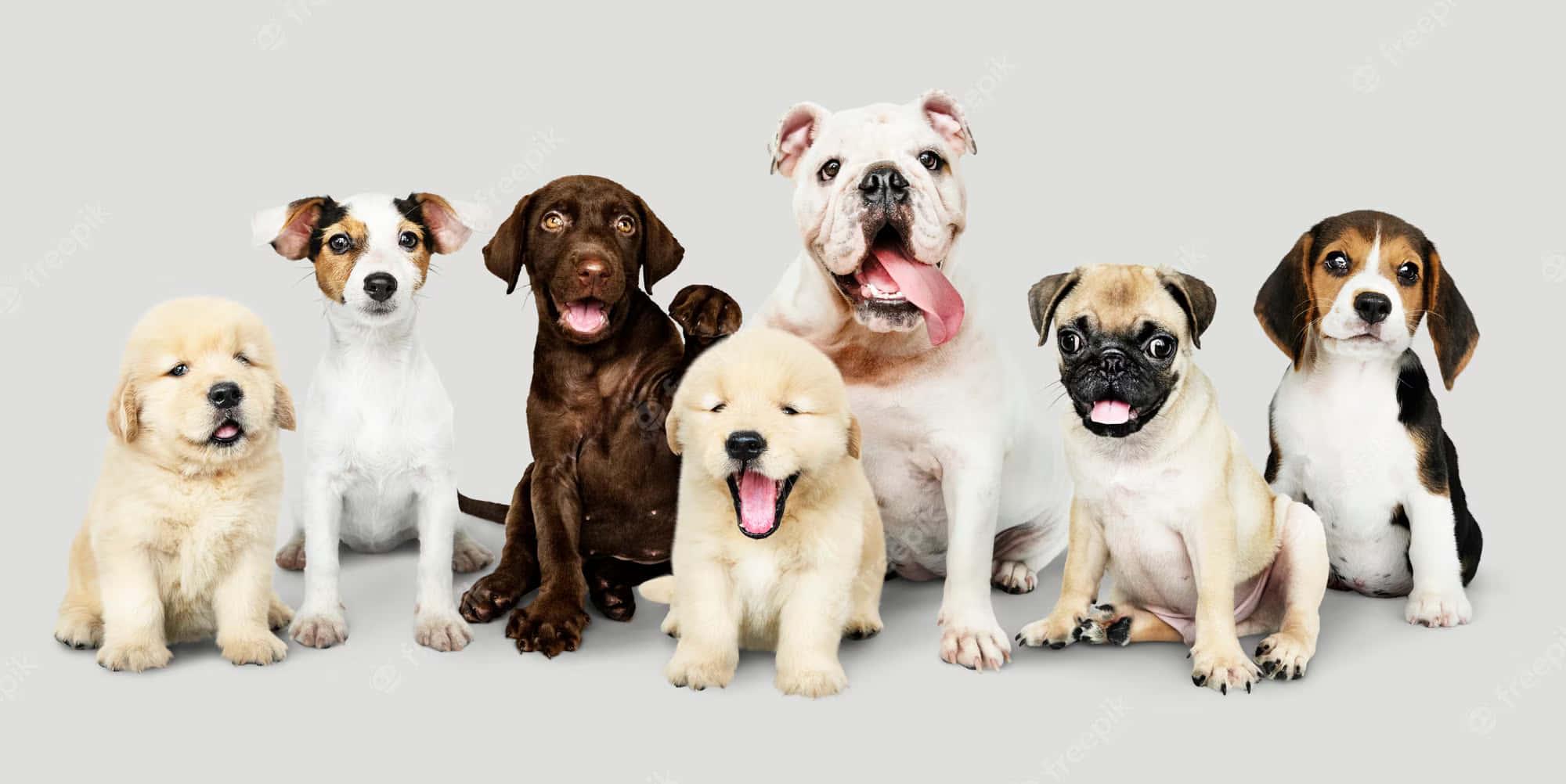 Puppy Group Picture — 2000x1002 wallpaper