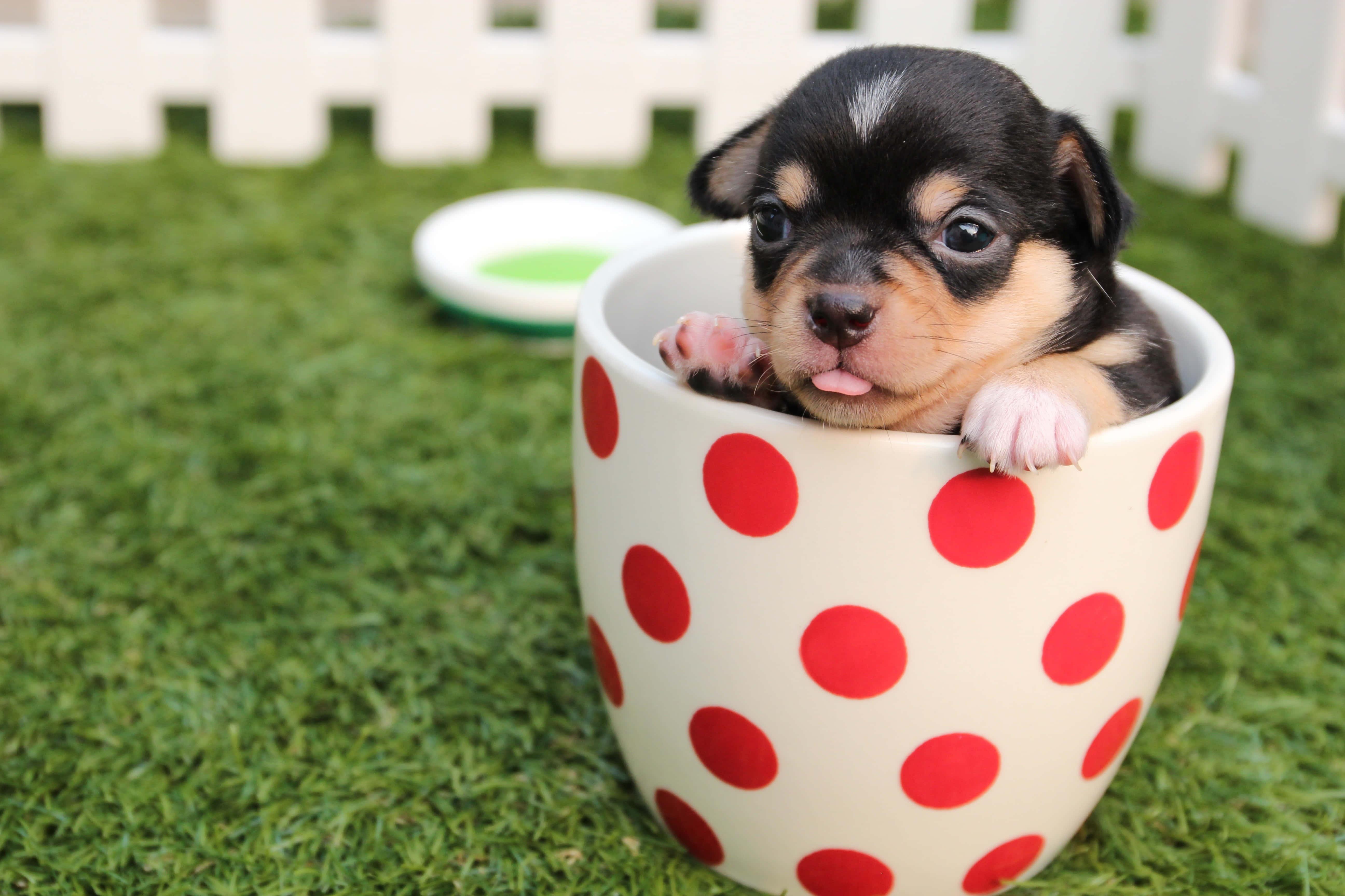 Puppy In A Cup Picture — 5184x3456 wallpaper