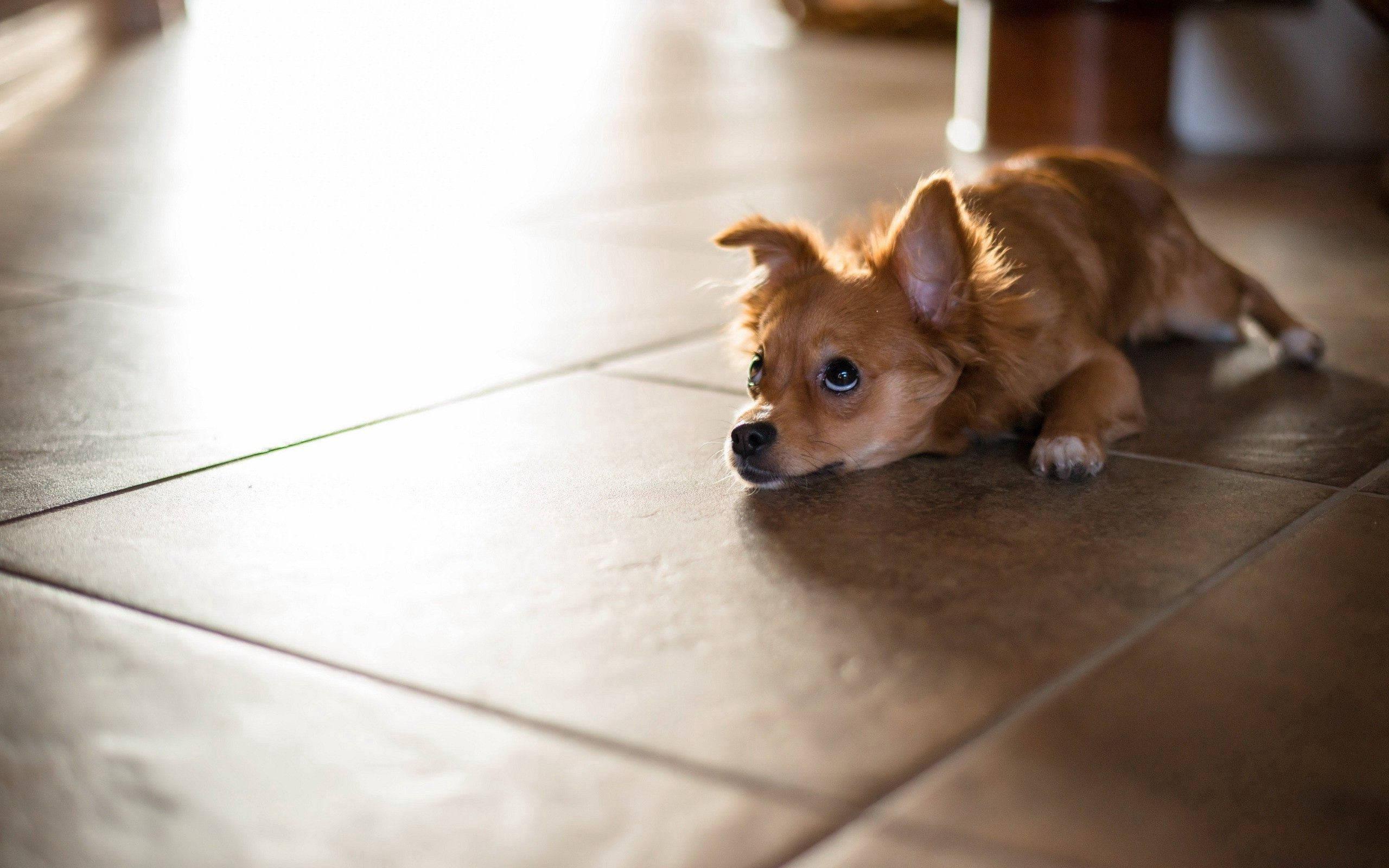 Puppy Lying On Floor — 2560x1600 wallpaper