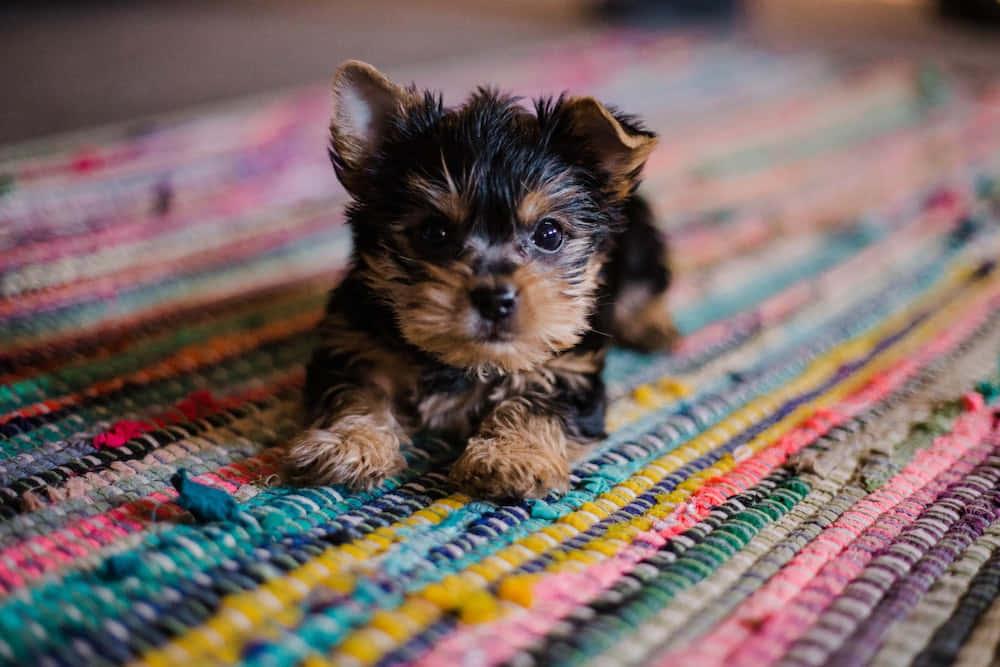Puppy On Rug Picture — 1000x667 wallpaper