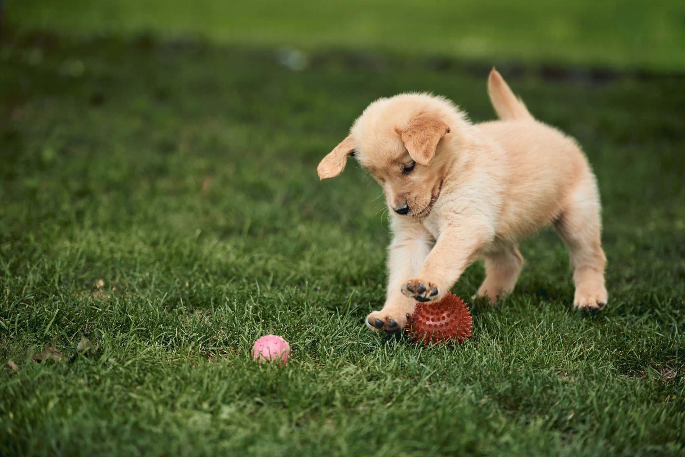 Puppy Playing With Ball Picture — 2301x1536 wallpaper